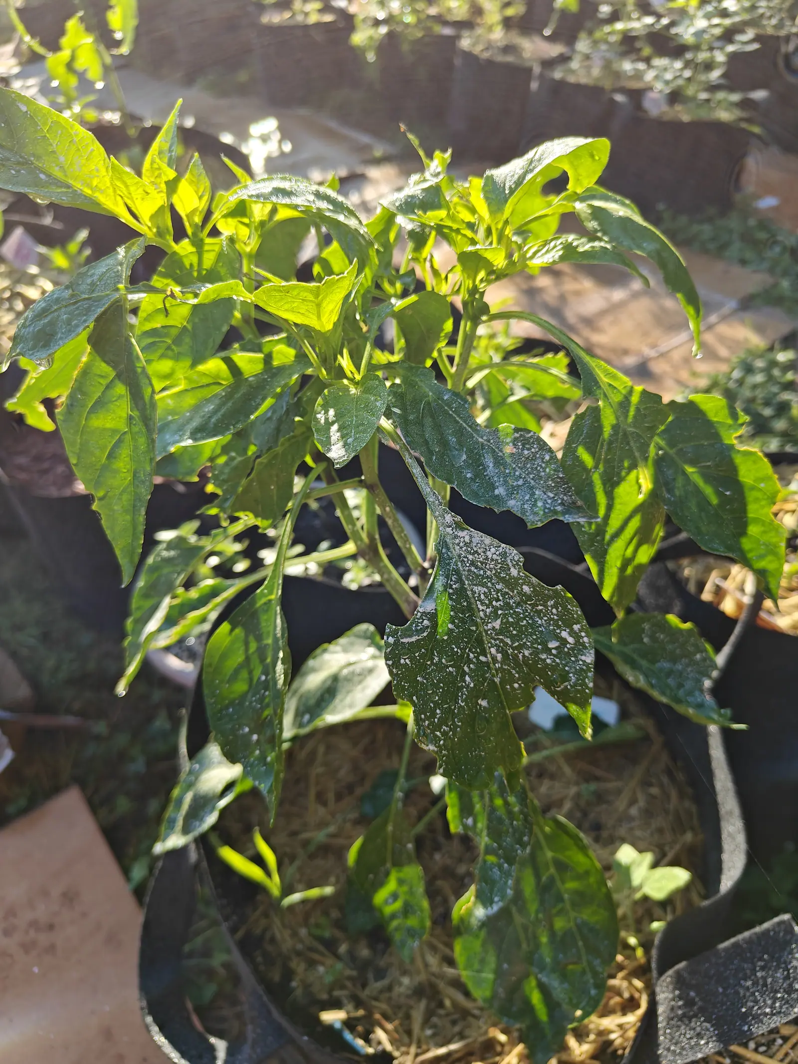 A pepper plant with dark leaves speckled with dried spray rising from the straw of a black fabric grow bag, with paving and flattened cardboard around its base.