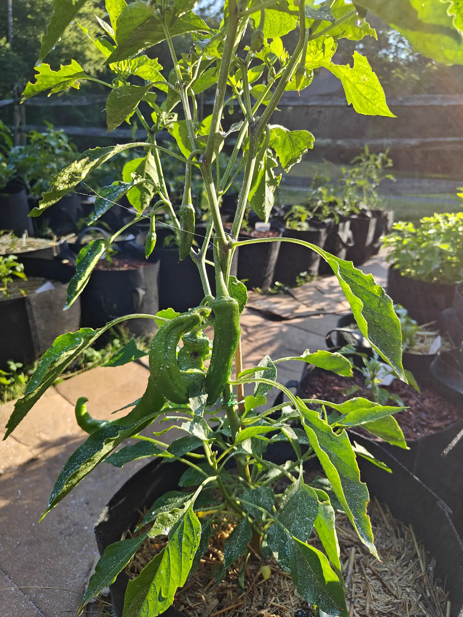 A chilli plant carrying half a dozen slim pale green fruit on drooping stems, low sun flaring across the grow bags and paved path behind it.