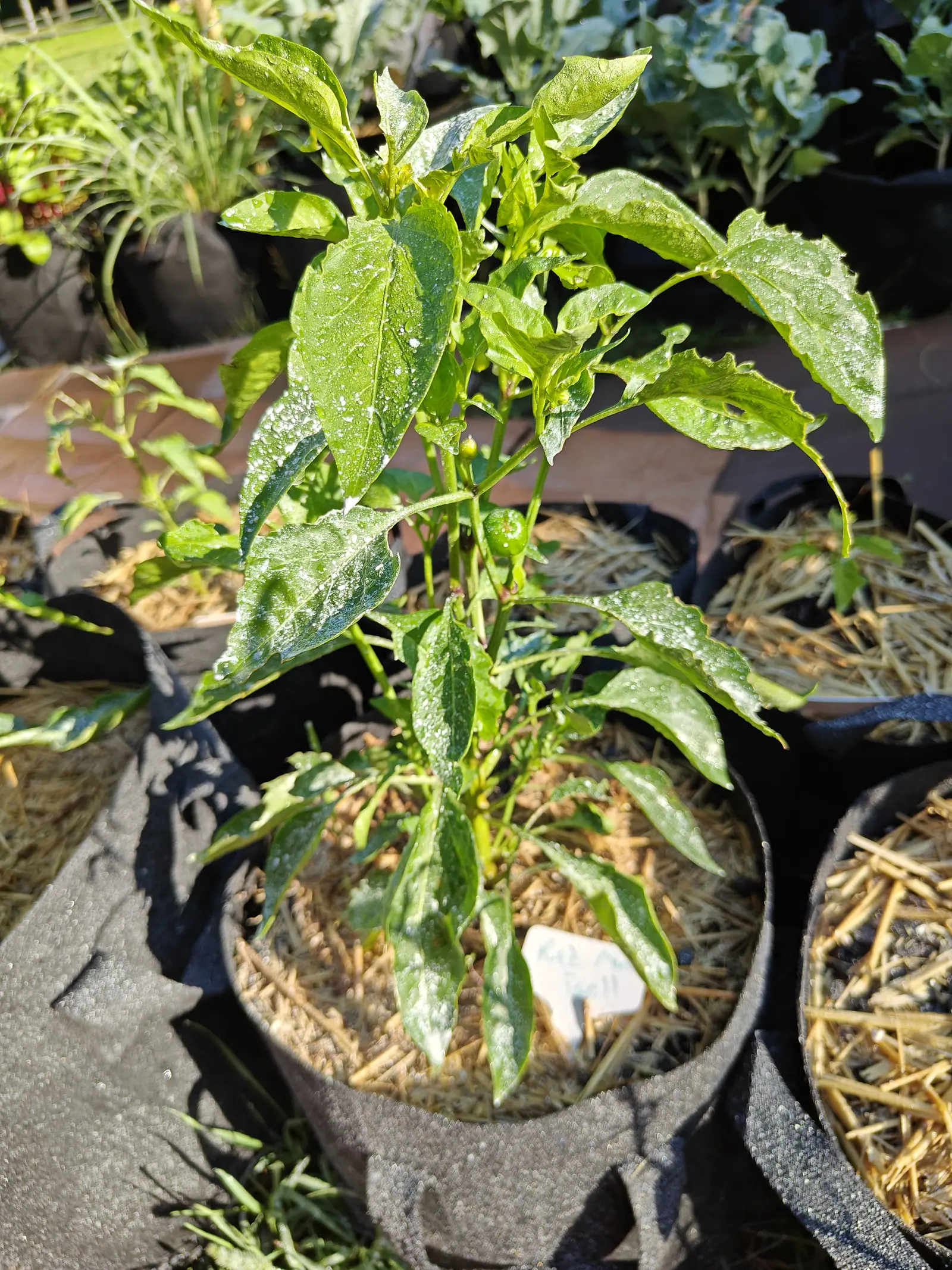 A pepper plant with broad leaves flecked white with dried spray in a black fabric grow bag of pale straw, a small handwritten label leaning at its base.