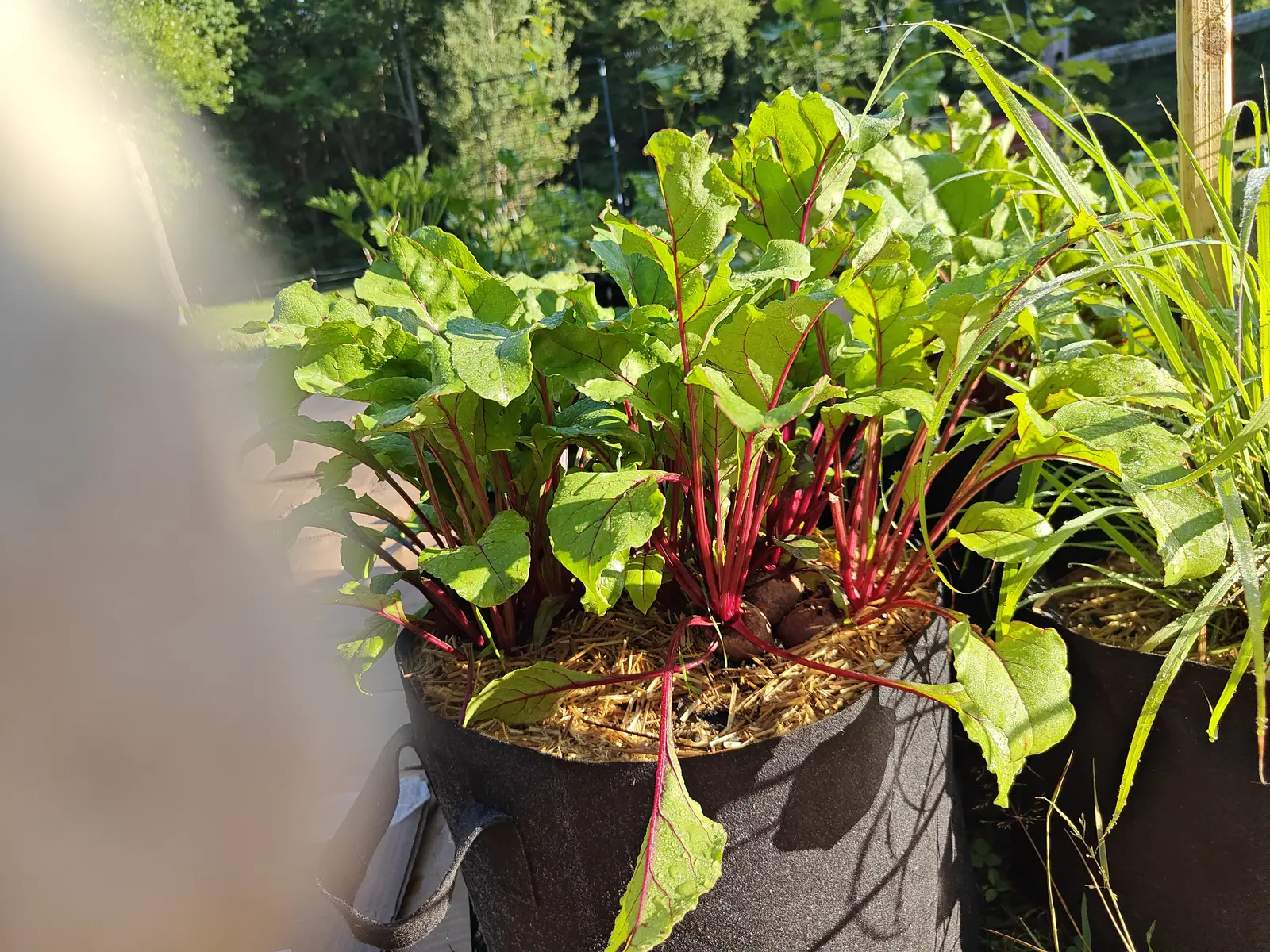 Beet plants with brilliant crimson stems and crinkled leaves crowding a straw-mulched black fabric grow bag in low sun, a reddish root shoulder showing at their base and a pale blur across the near edge.