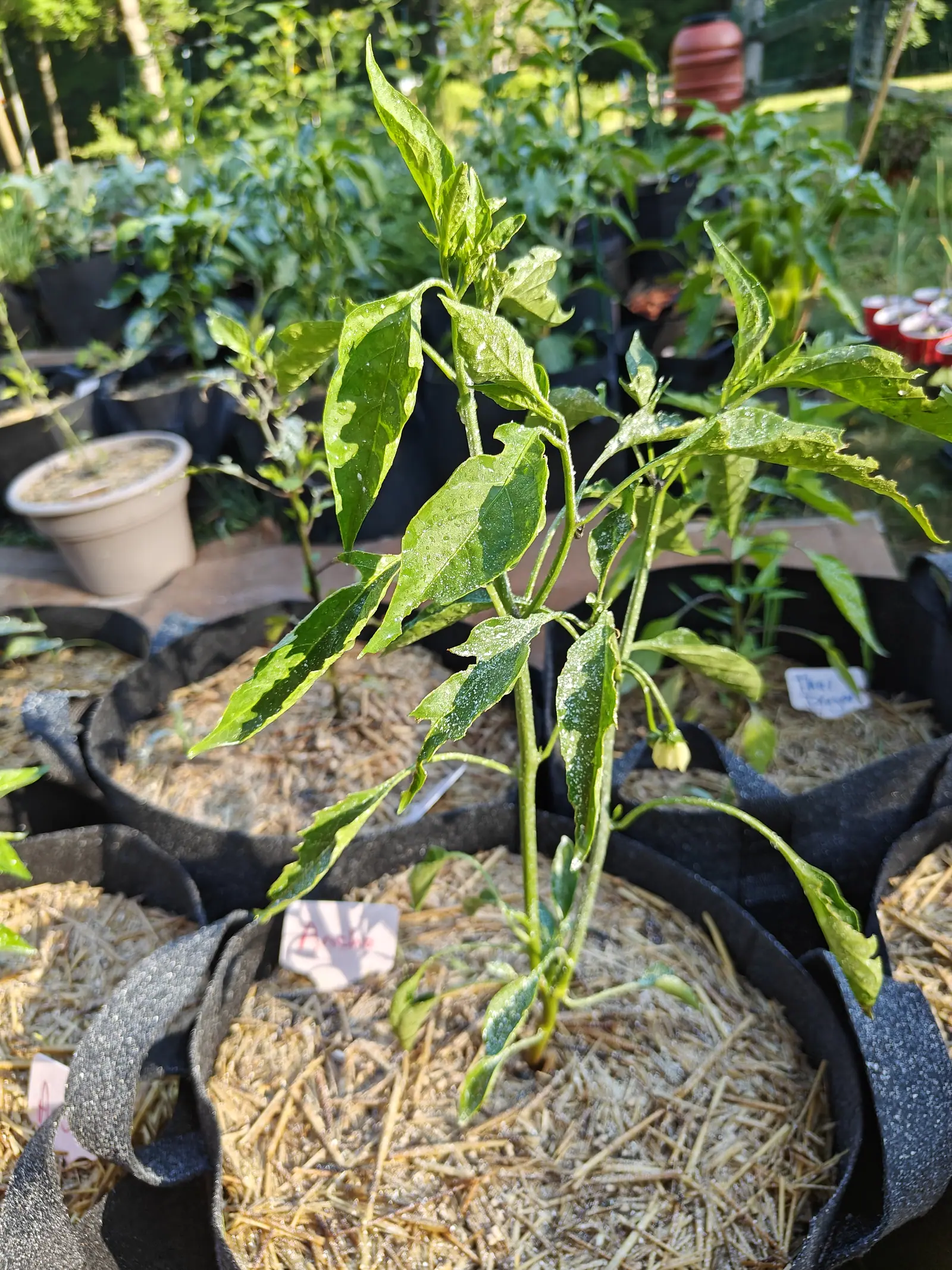 A pepper plant with pale-speckled leaves in a straw-mulched black fabric grow bag, a handwritten pink label lying flat in the straw and a crowd of potted plants behind.