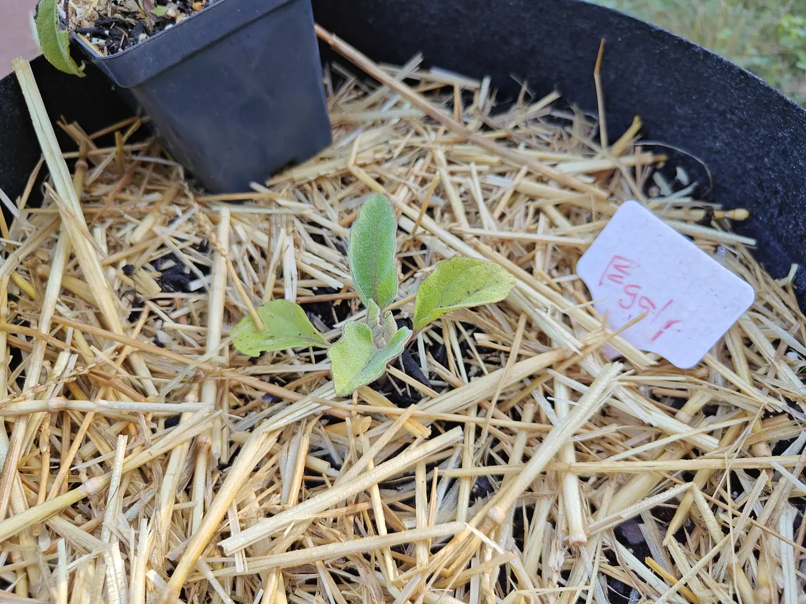 A tiny eggplant seedling with a few soft grey-green leaves in the straw of a black fabric grow bag, an empty black nursery pot and a handwritten label at the bag's edge.
