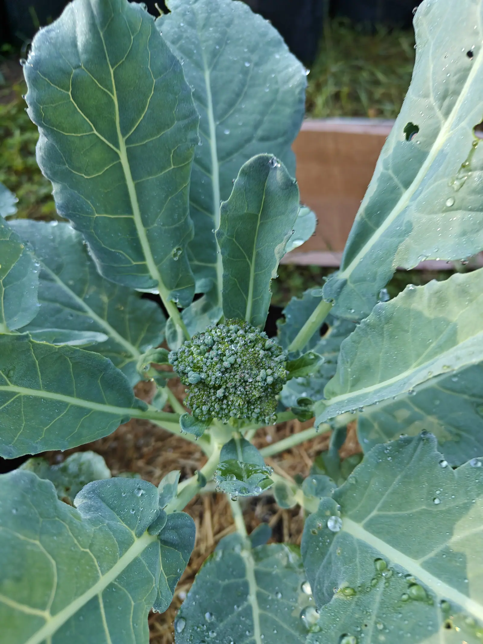 A small tight broccoli head at the centre of a rosette of broad blue-grey leaves beaded with water, a terracotta pot rim and straw mulch beyond.
