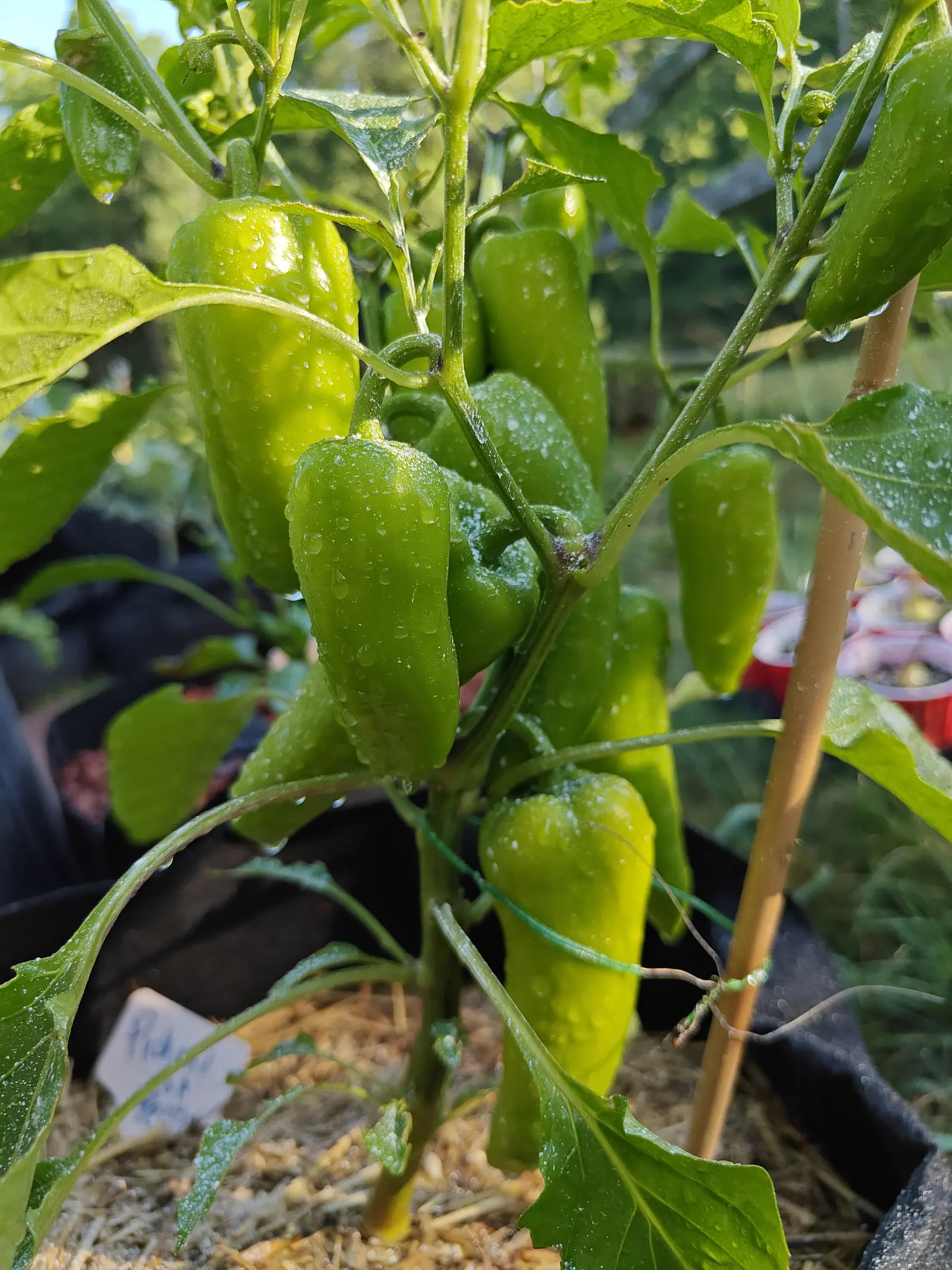 A cluster of blocky pale green peppers hanging wet with dew on one plant, a bamboo cane beside them and a handwritten label at the rim of the straw-mulched grow bag.