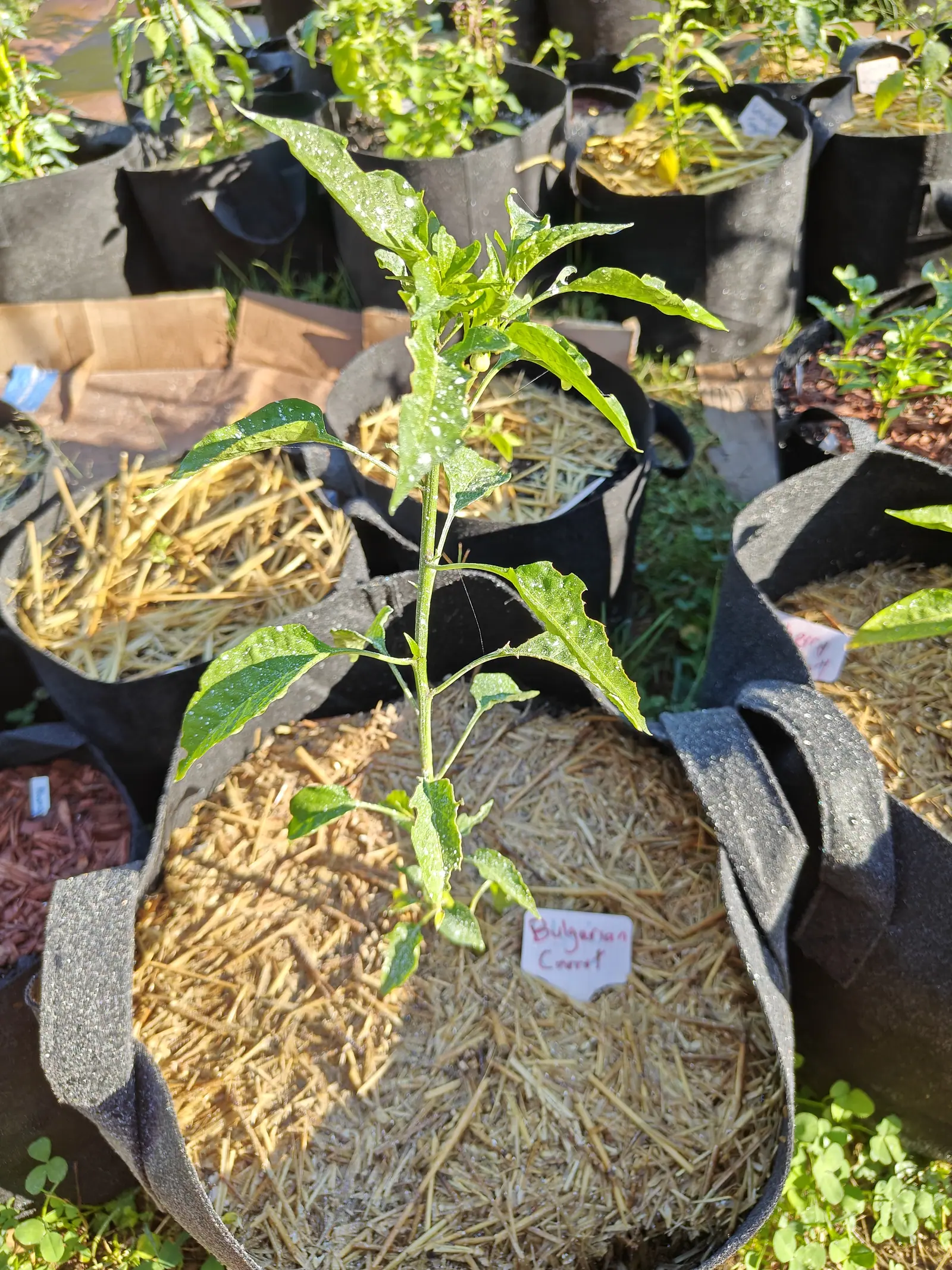 A slender pepper plant in a black fabric grow bag of pale straw, a handwritten label propped in the mulch and more grow bags stepping away behind.