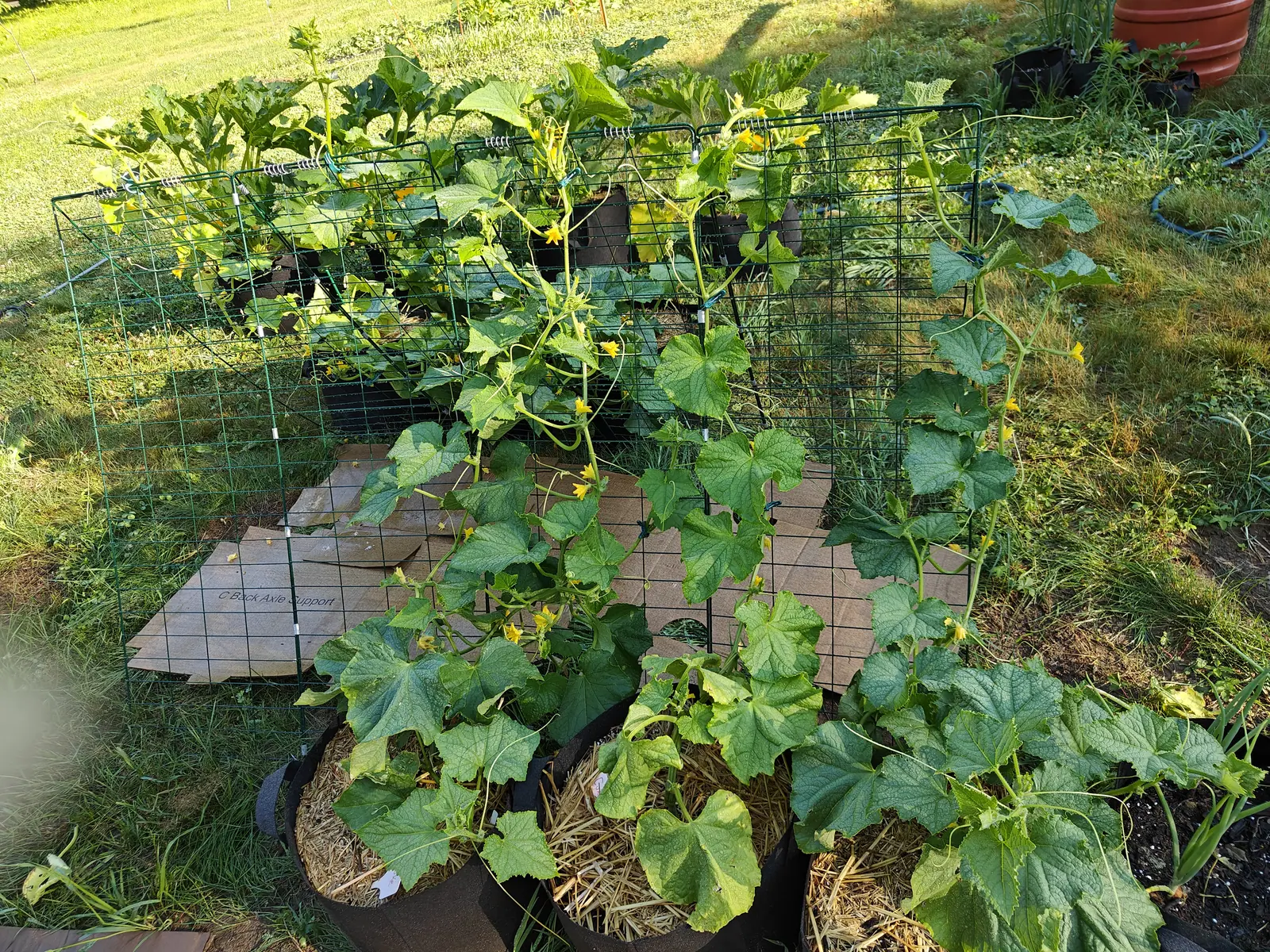 Cucumber vines climbing a wire mesh cage and sprawling over a patch of paving, broad leaves and yellow flowers rising out of black grow bags with mown grass all around.