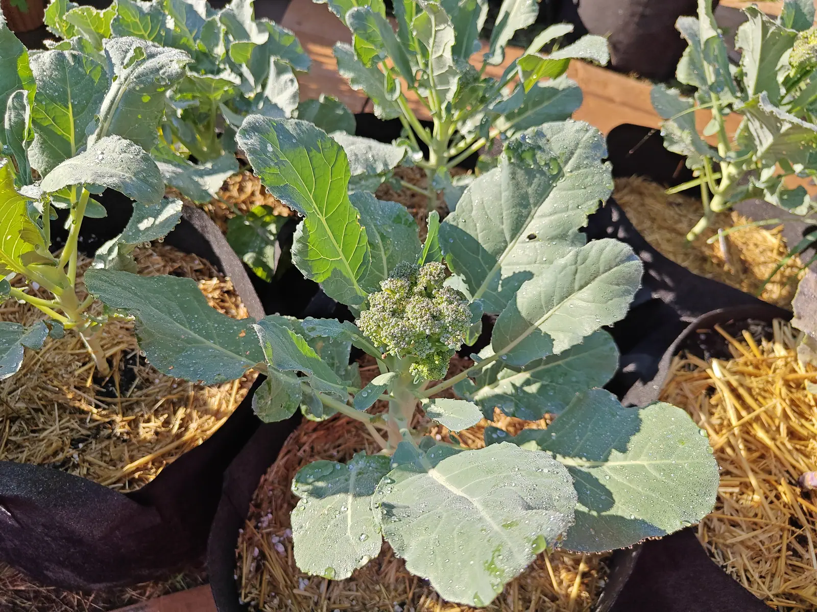 A broccoli plant with a small green head just forming at its crown, blue-grey leaves spreading over the straw of its black fabric grow bag between more broccoli in a row.