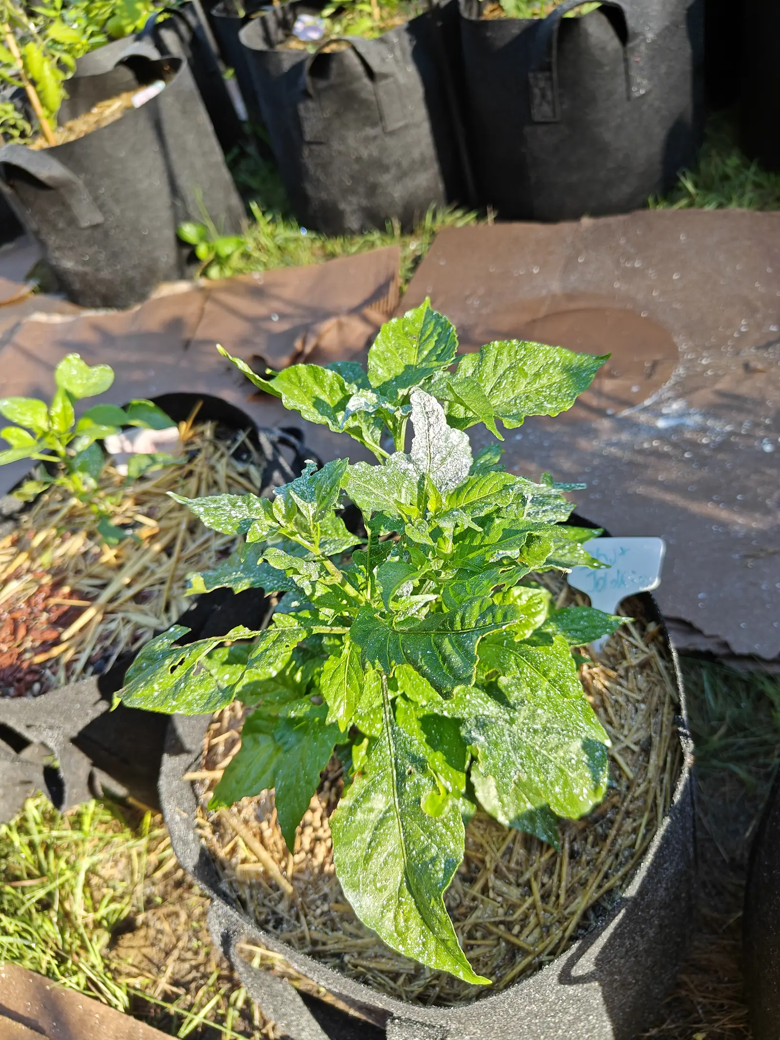 A pepper plant whose leaves are flecked and streaked with white spray residue, standing in a black fabric grow bag on brown ground fabric with a white label at the rim.