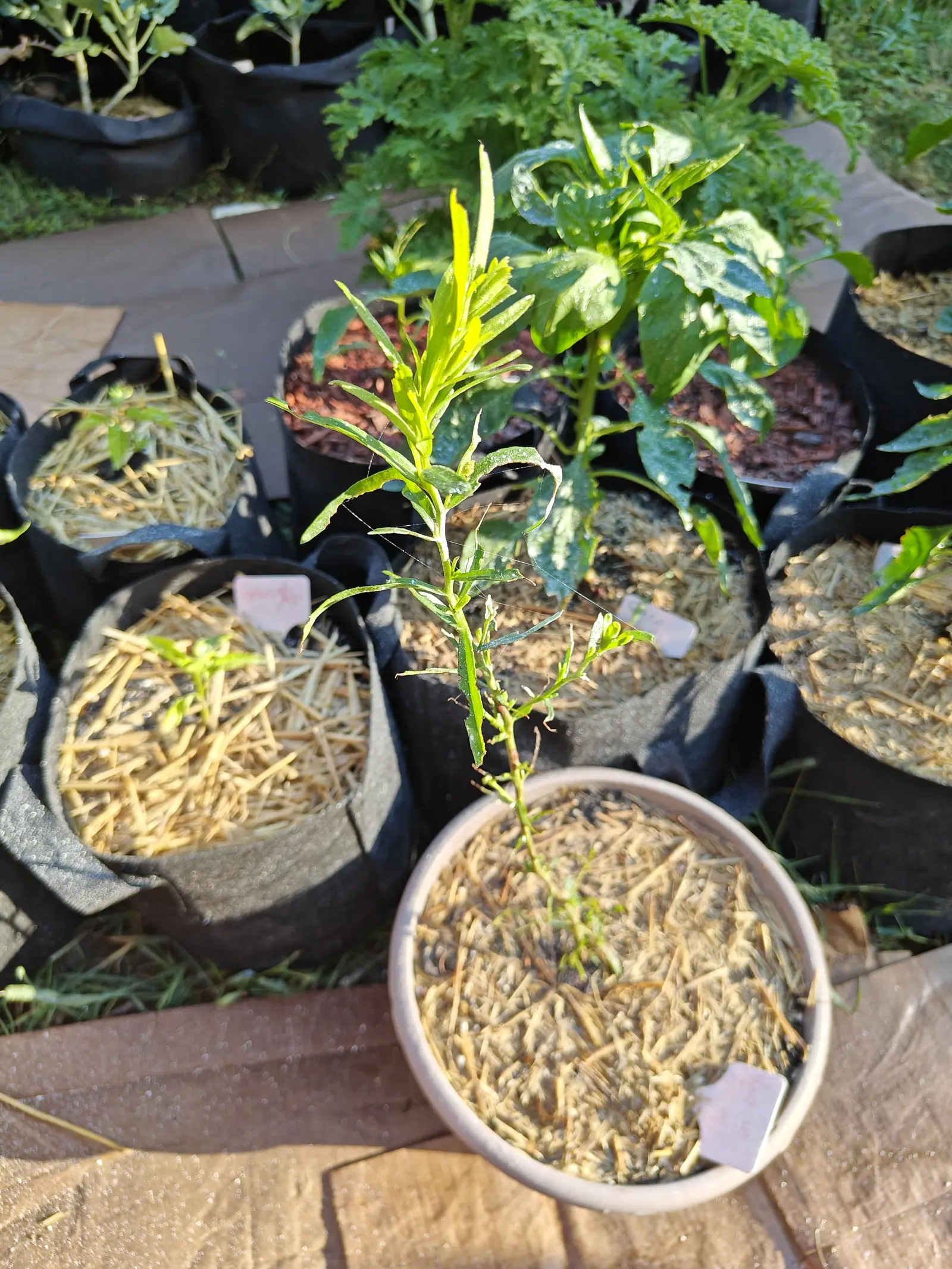 A wispy tarragon with narrow lance-shaped leaves in a pale round pot topped with dried grass, standing on brown ground sheeting among black fabric grow bags of straw and bark.