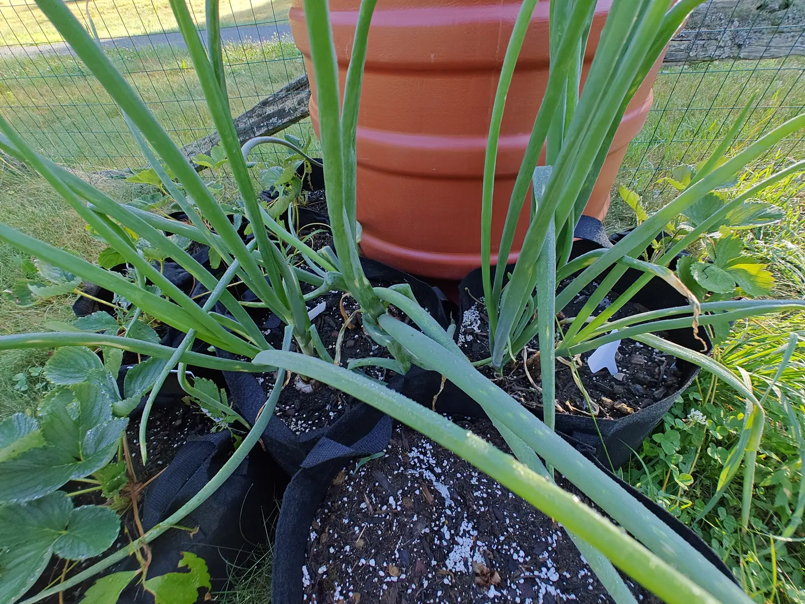 Onion tops arching in thick blue-green tubes out of black fabric grow bags around a big terracotta pot, dark soil flecked with perlite below and a wire fence and stone wall beyond.