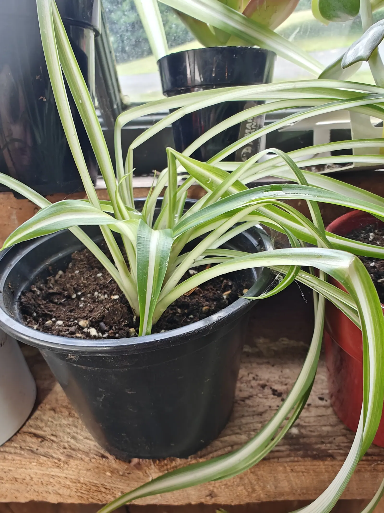 A variegated spider plant in a black plastic pot on a timber windowsill, its white-striped leaves arching over the rim, with more pots and a bright window behind.