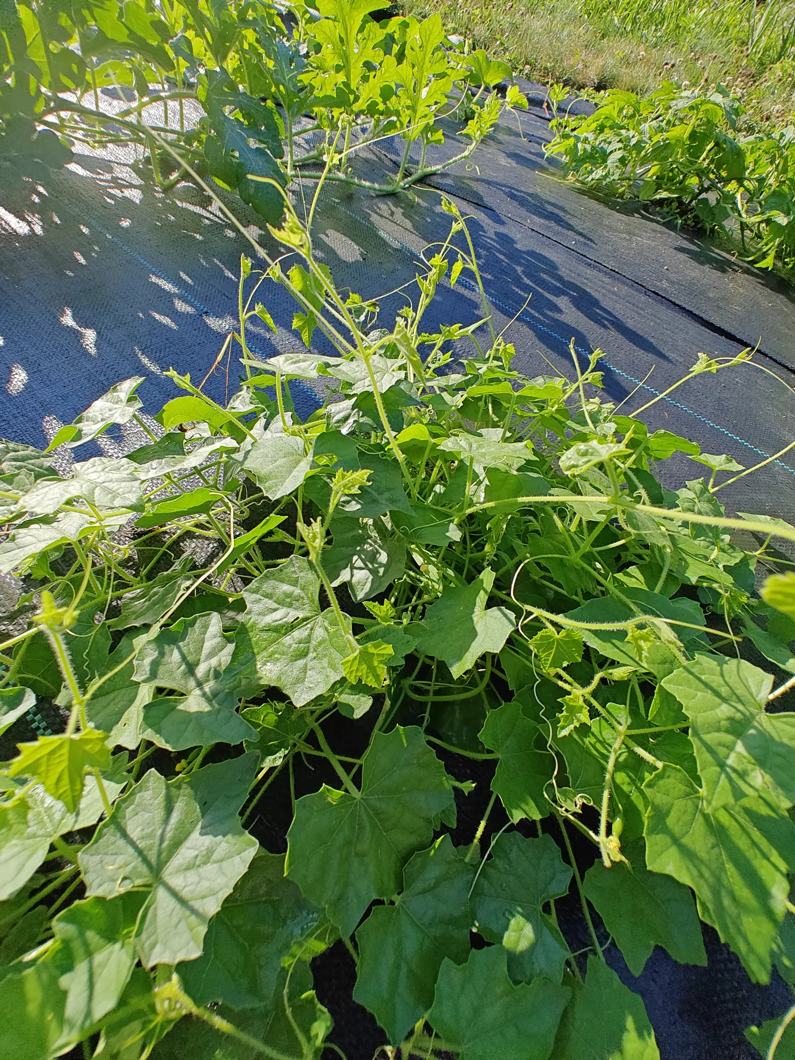 A bitter melon vine climbing over itself on black woven ground fabric in strong sun, lobed leaves and coiled tendrils reaching out across the dappled shade.