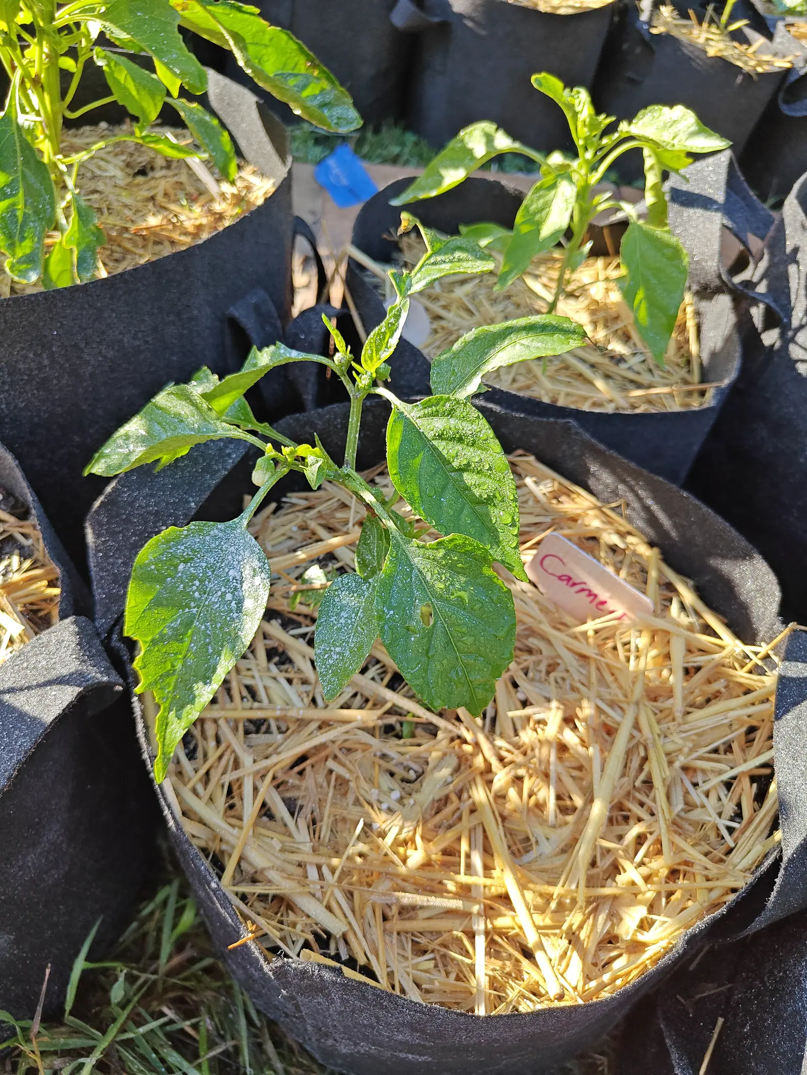 A small pepper plant with dew-flecked leaves in a straw-mulched black fabric grow bag, a handwritten label leaning at its rim and more bags close around in low sun.