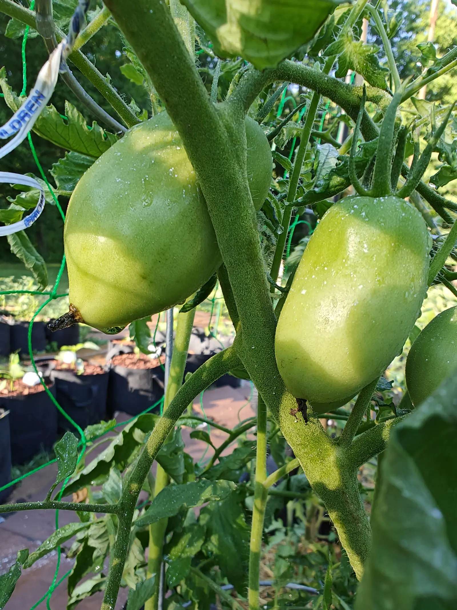 Two large pale green plum tomatoes hanging on a hairy stem, a faint crease banding one and a dark scar at its tip, with brick paving and grow bags blurred behind.