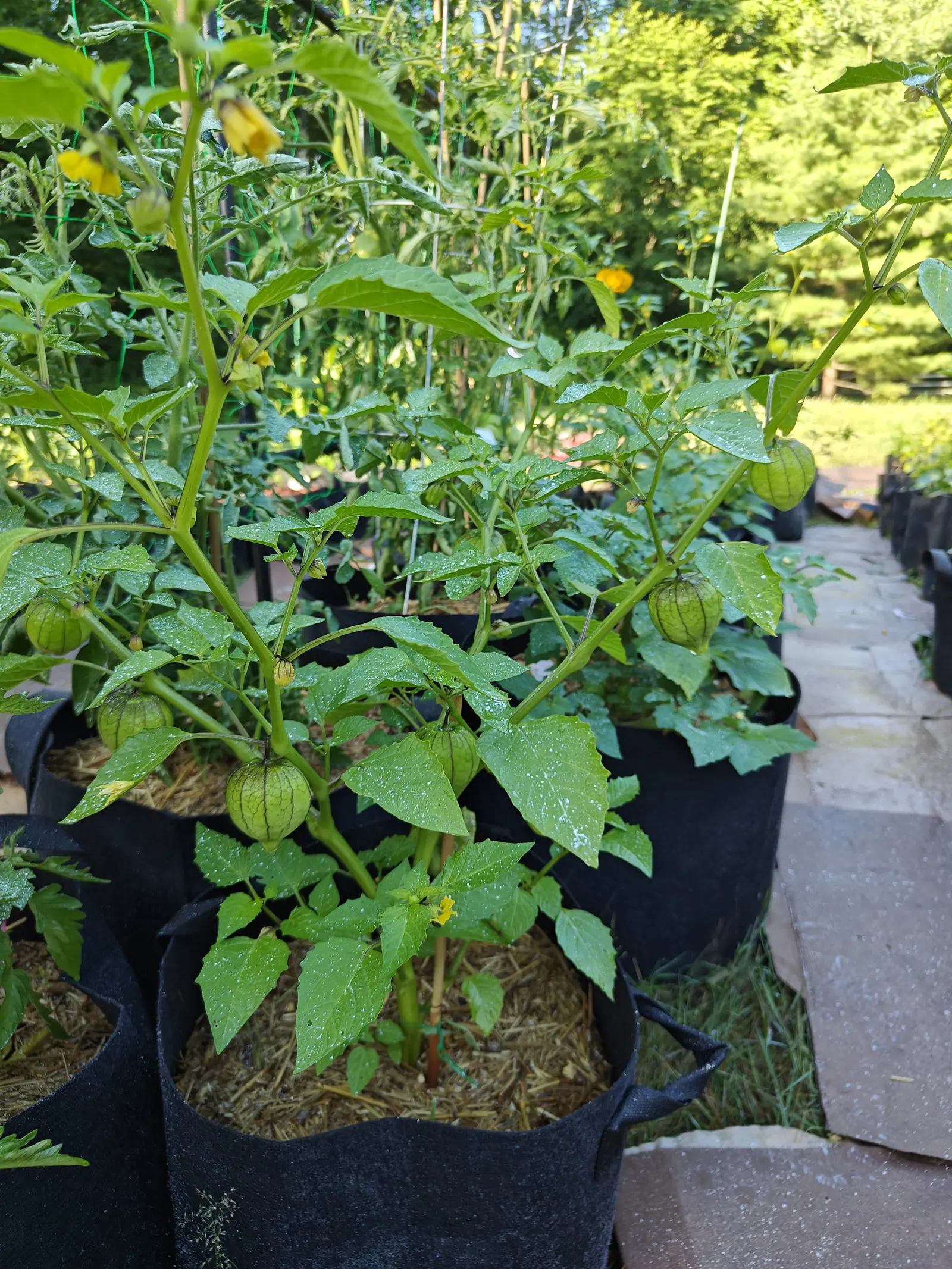 A tomatillo plant carrying several pale green papery husks among its leaves and yellow flowers above, standing in a straw-mulched black fabric grow bag beside a brick path.
