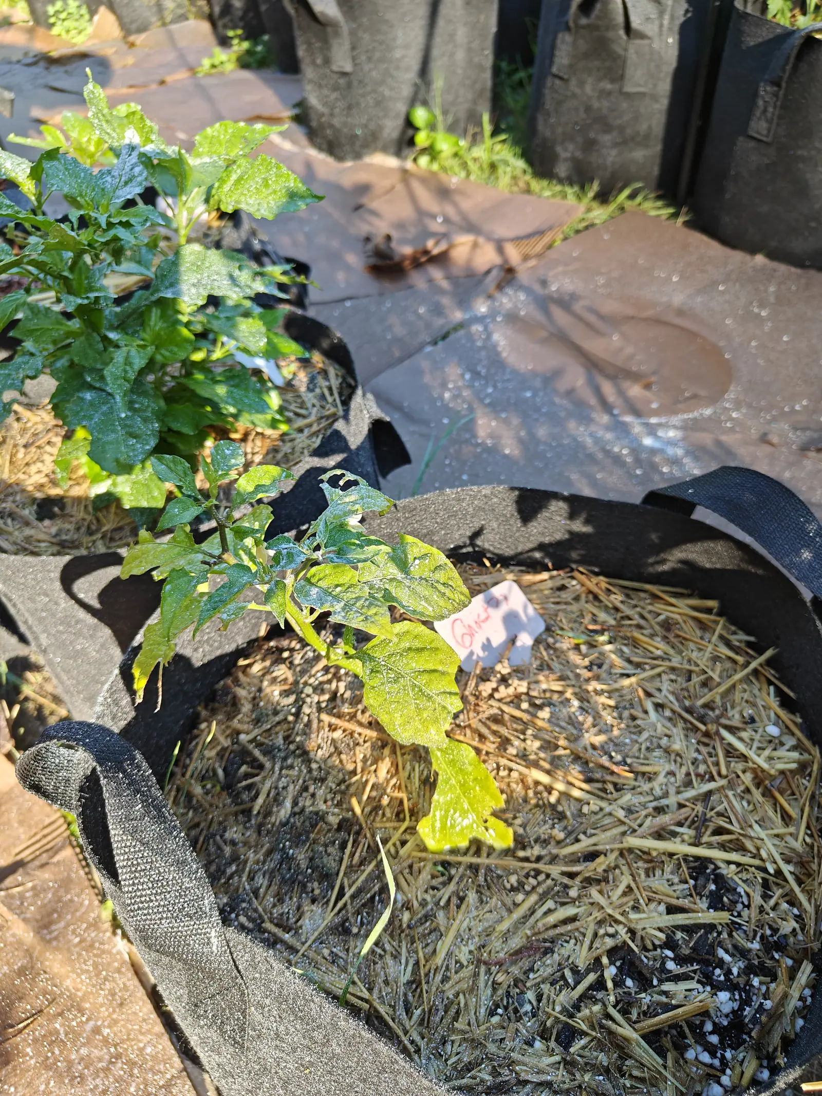 A small pepper plant leaning over the straw of a black fabric grow bag, one lower leaf yellowing, a handwritten pink label beside it and long shadows across the brown ground fabric.