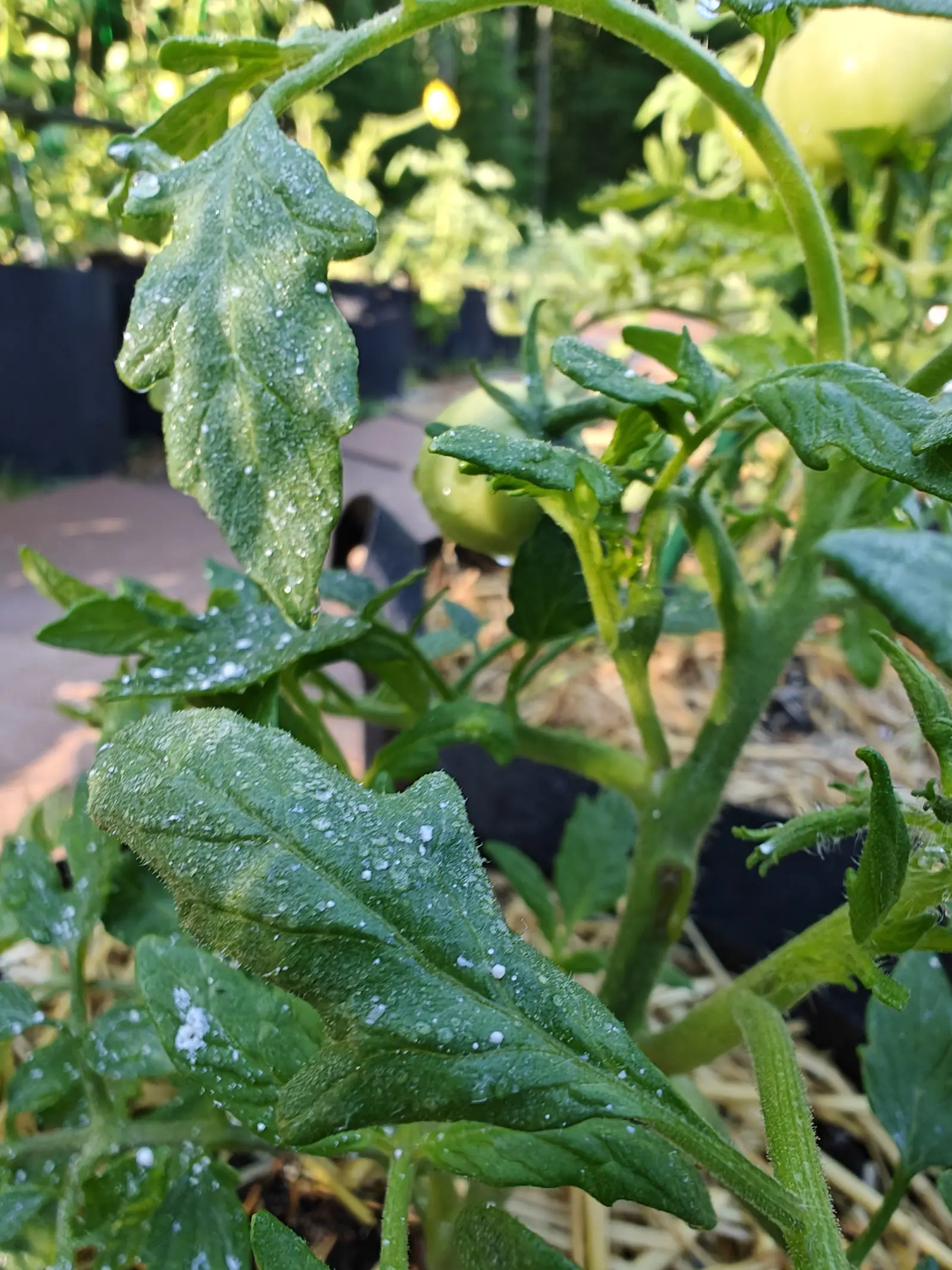 Tomato leaves spotted with dried white spray in the foreground, two green fruit hanging behind on the same plant, with brick paving and black grow bags out of focus beyond.