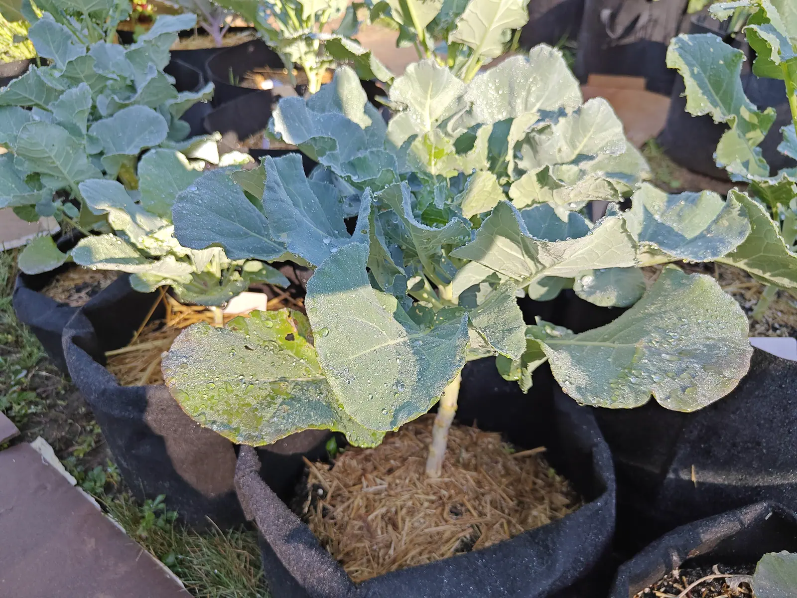 Broccoli plants in black fabric grow bags mulched with straw, their broad blue-grey leaves overlapping across the tops of the bags in low sun.