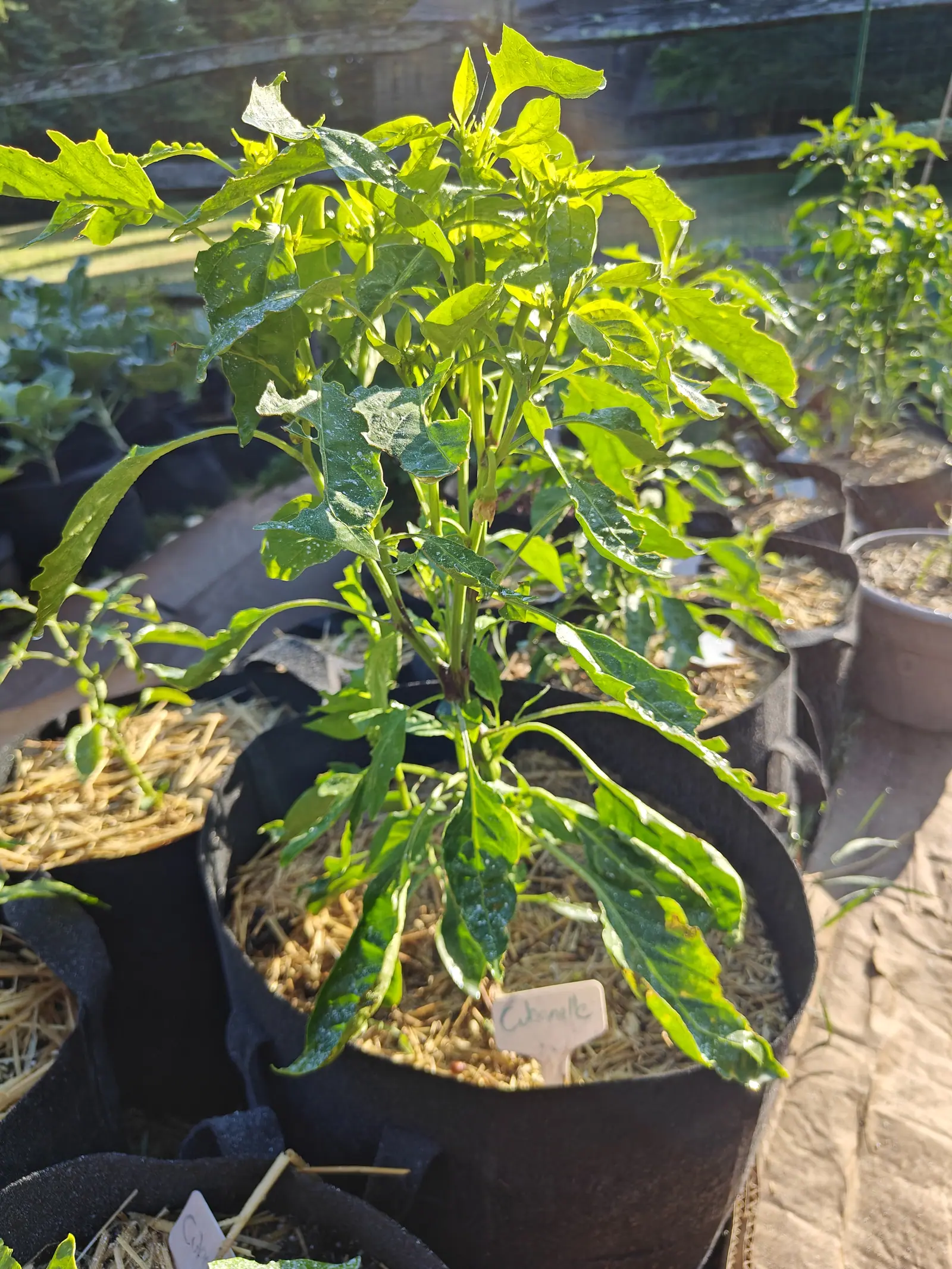 A leafy pepper plant filling a straw-mulched black fabric grow bag, a handwritten label at its base, with a split-rail fence and more bags glowing in low sun behind.
