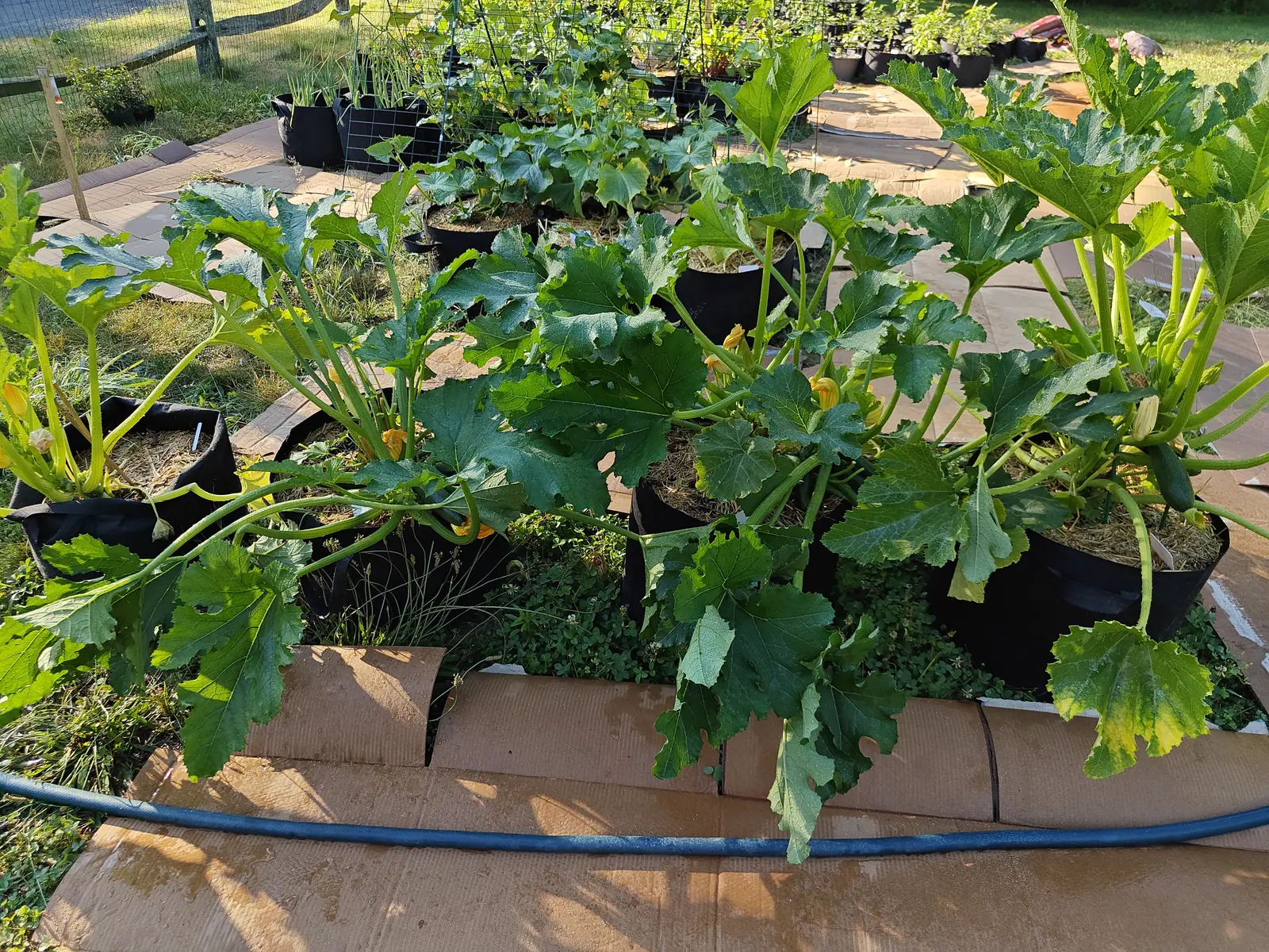 Zucchini plants with big lobed leaves and yellow flowers filling black pots on a paved area, a black hose running across the foreground and a split-rail fence beyond.