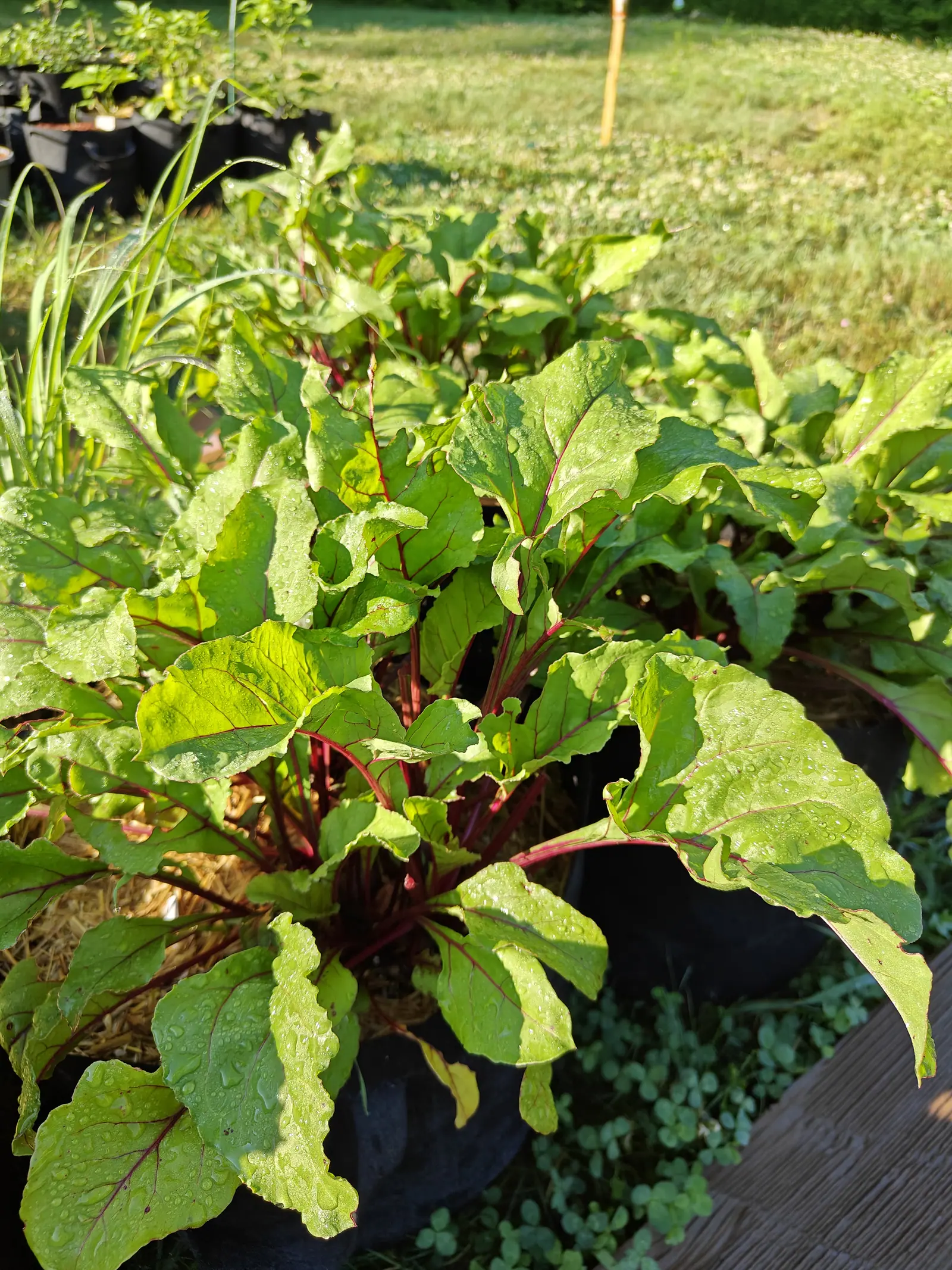 Beet leaves in a black fabric grow bag, crimson stems and midribs bright beneath crinkled green blades still beaded with dew, mown grass running away behind.
