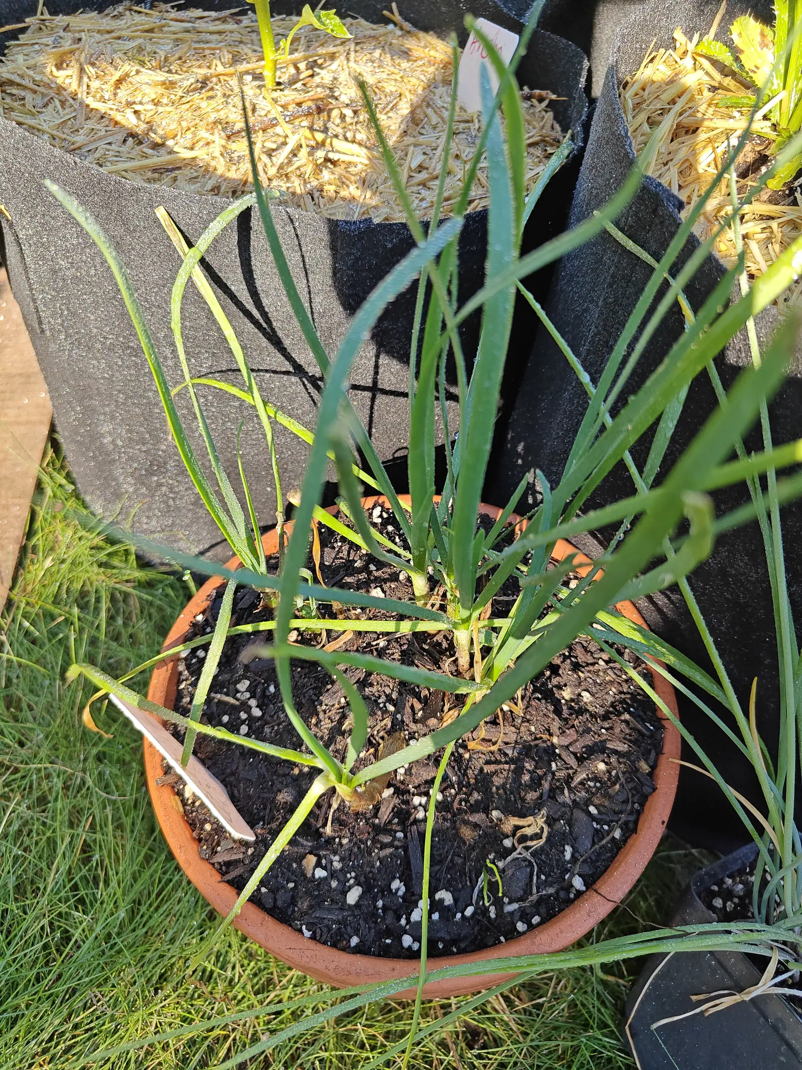 A clump of slender chives in a terracotta pot of dark soil flecked with perlite, a white label lying among the stems, set in mown grass beside straw-topped fabric grow bags.