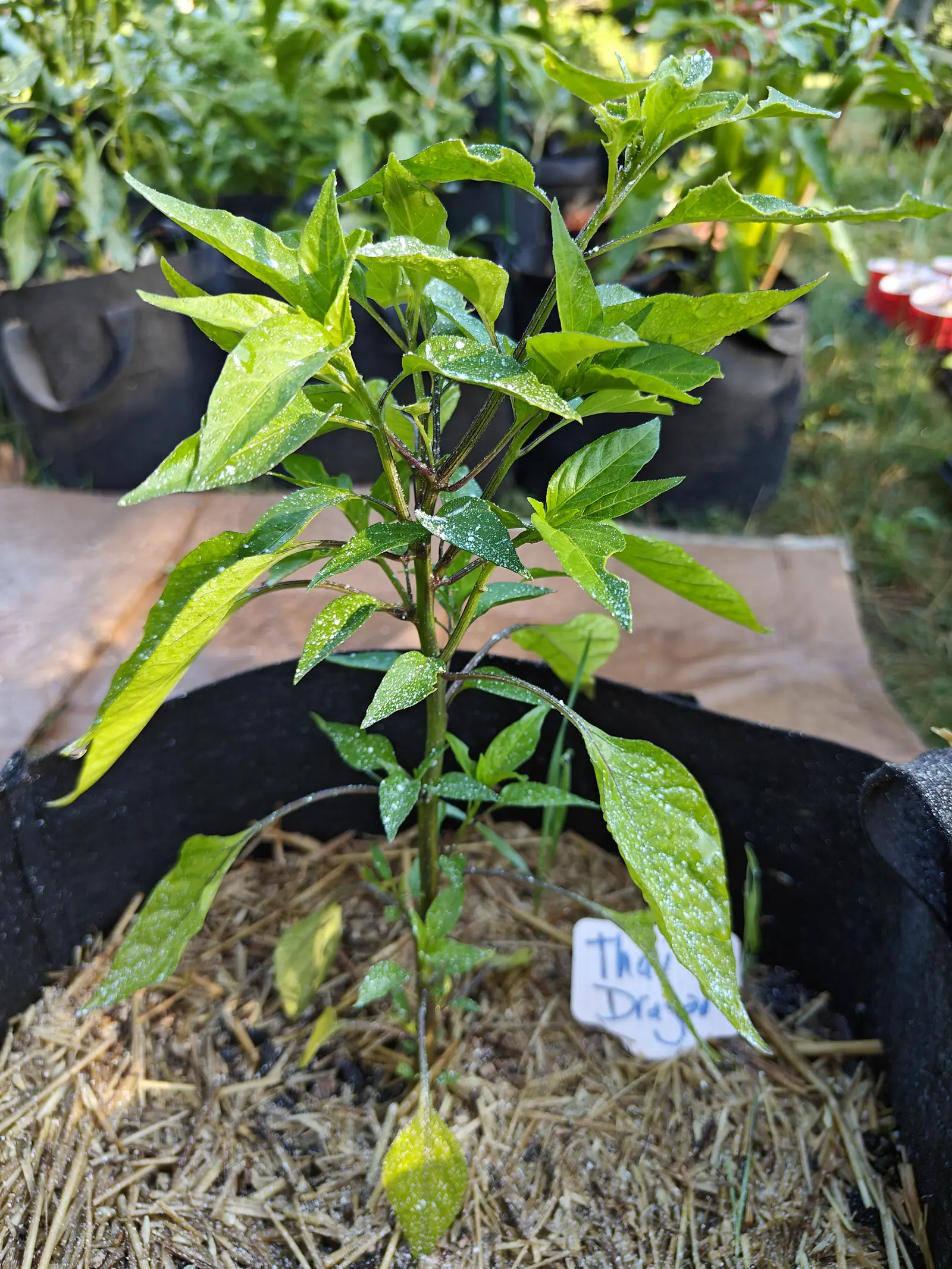 A young pepper plant in a black fabric grow bag, its leaves flecked with pale spray and beaded with water, straw mulch below and a handwritten label at the rim.