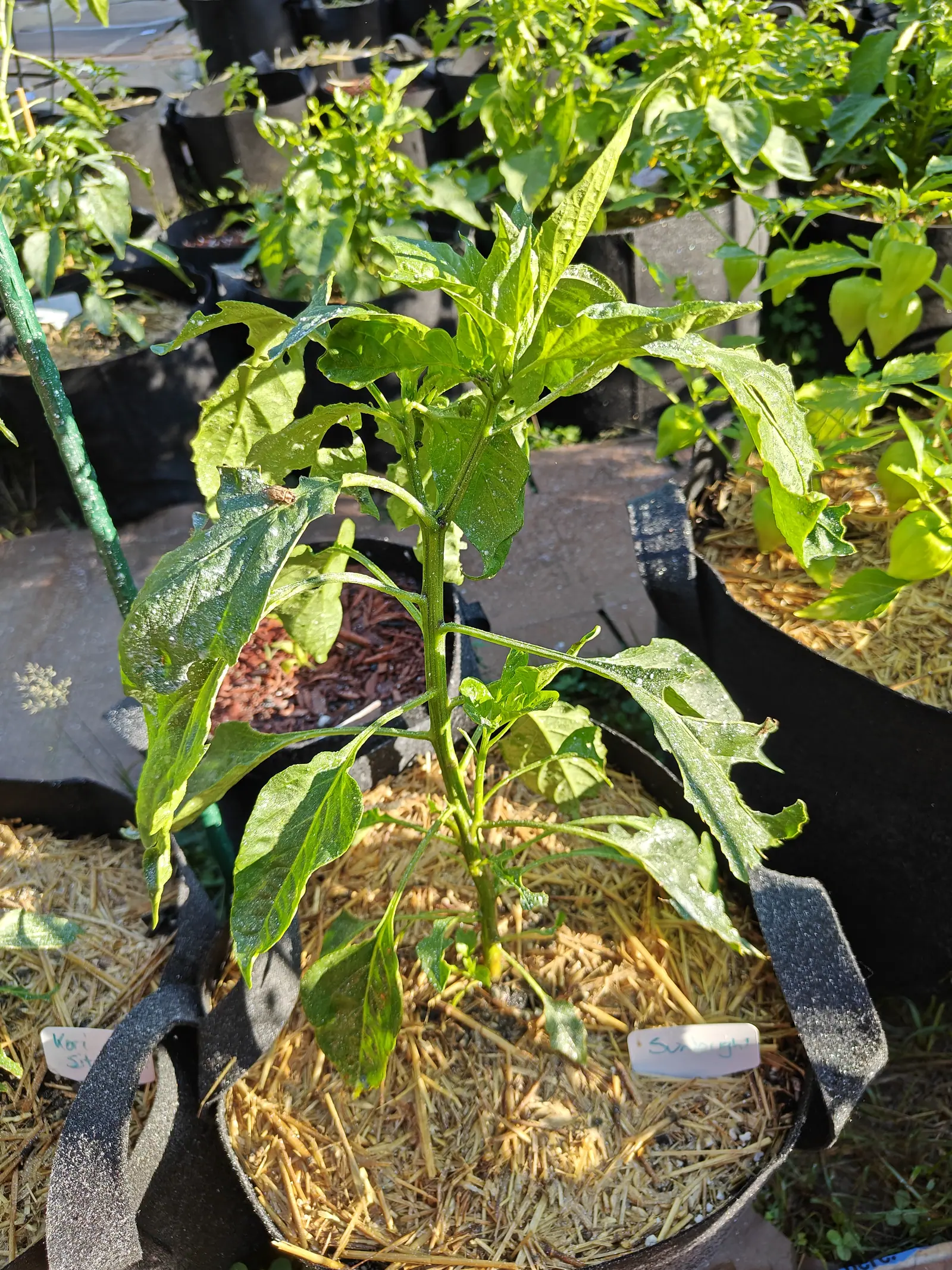 A pepper plant seen from above in a black fabric grow bag, small green fruit forming under leaves spotted with pale residue, straw mulch beneath and two handwritten labels tucked against the rim.