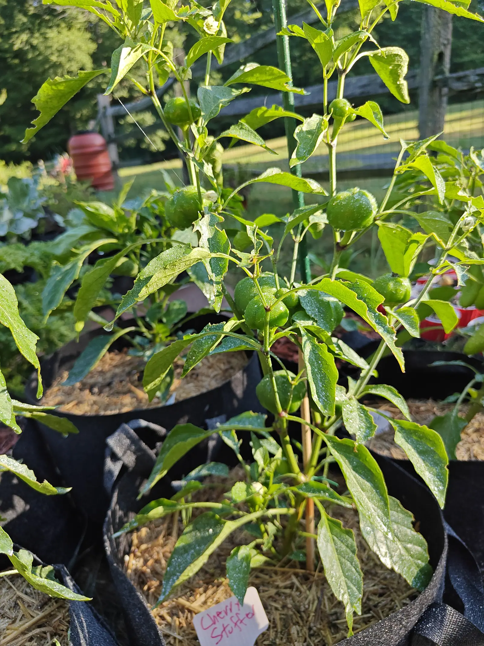 A pepper plant carrying a dozen round pale green fruit on upright stems out of a black fabric grow bag, a pink handwritten label at its base and a split-rail fence beyond.