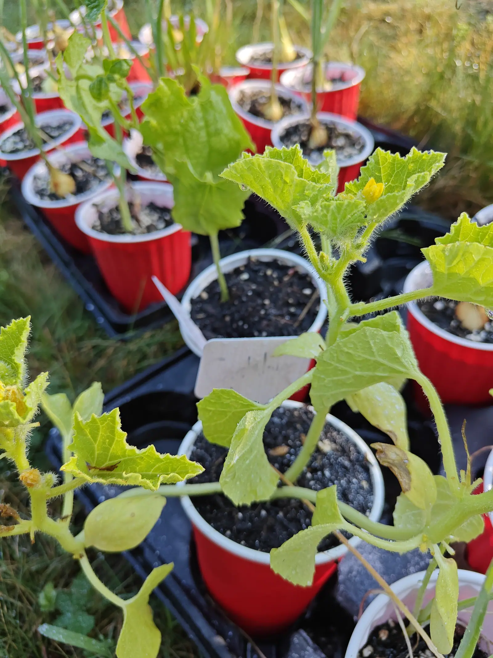 Melon seedlings with broad lobed leaves in red plastic cups on black nursery trays set out on grass, one carrying a small yellow flower, with trays of grassy seedlings behind.