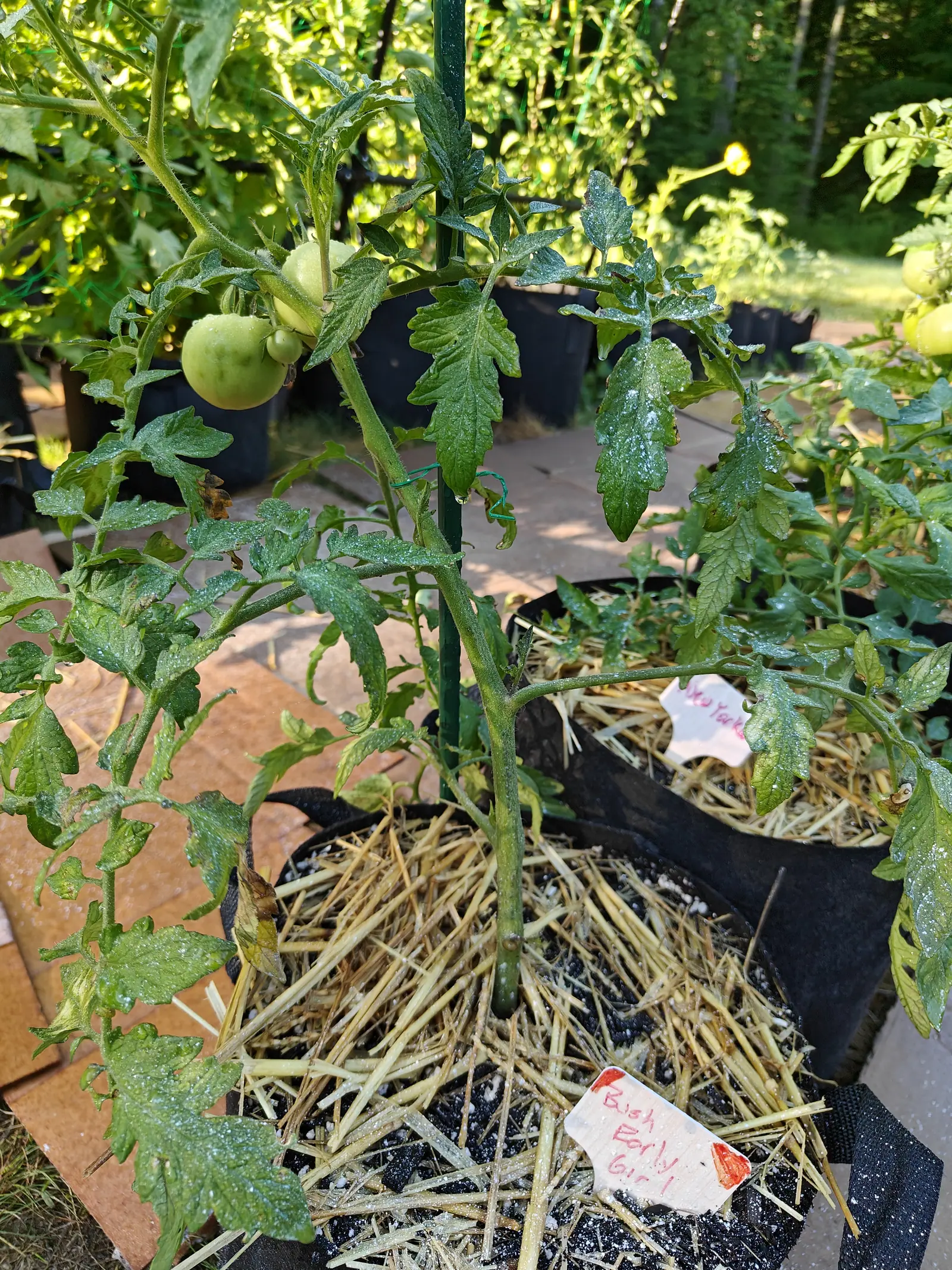 A tomato plant tied to a green metal stake in a black fabric grow bag, three green fruit at the top of the frame, straw mulch below and a handwritten label.