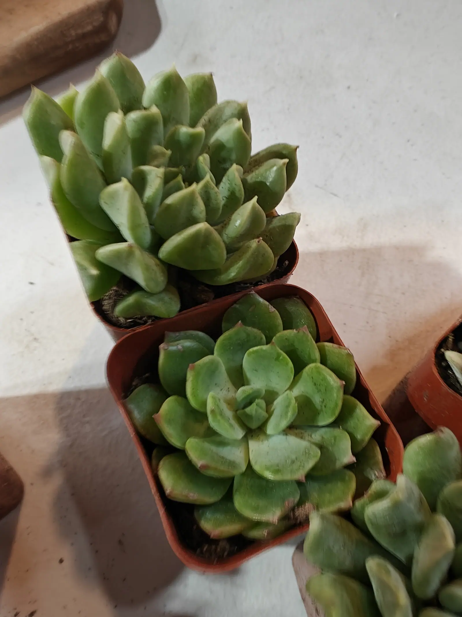 Two rosettes of fleshy grey-green leaves in square terracotta-coloured pots on a pale surface — the upper tight and upright with pointed tips, the lower flatter and more open with faintly pink leaf edges.