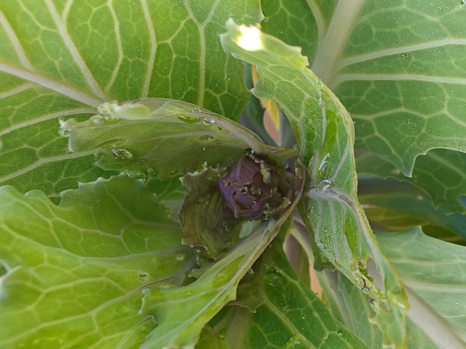 The centre of a cabbage seen close up, pale ribbed leaves curling inwards around a chewed purple-tinged growing point beaded with water, the outer leaves veined and holed.