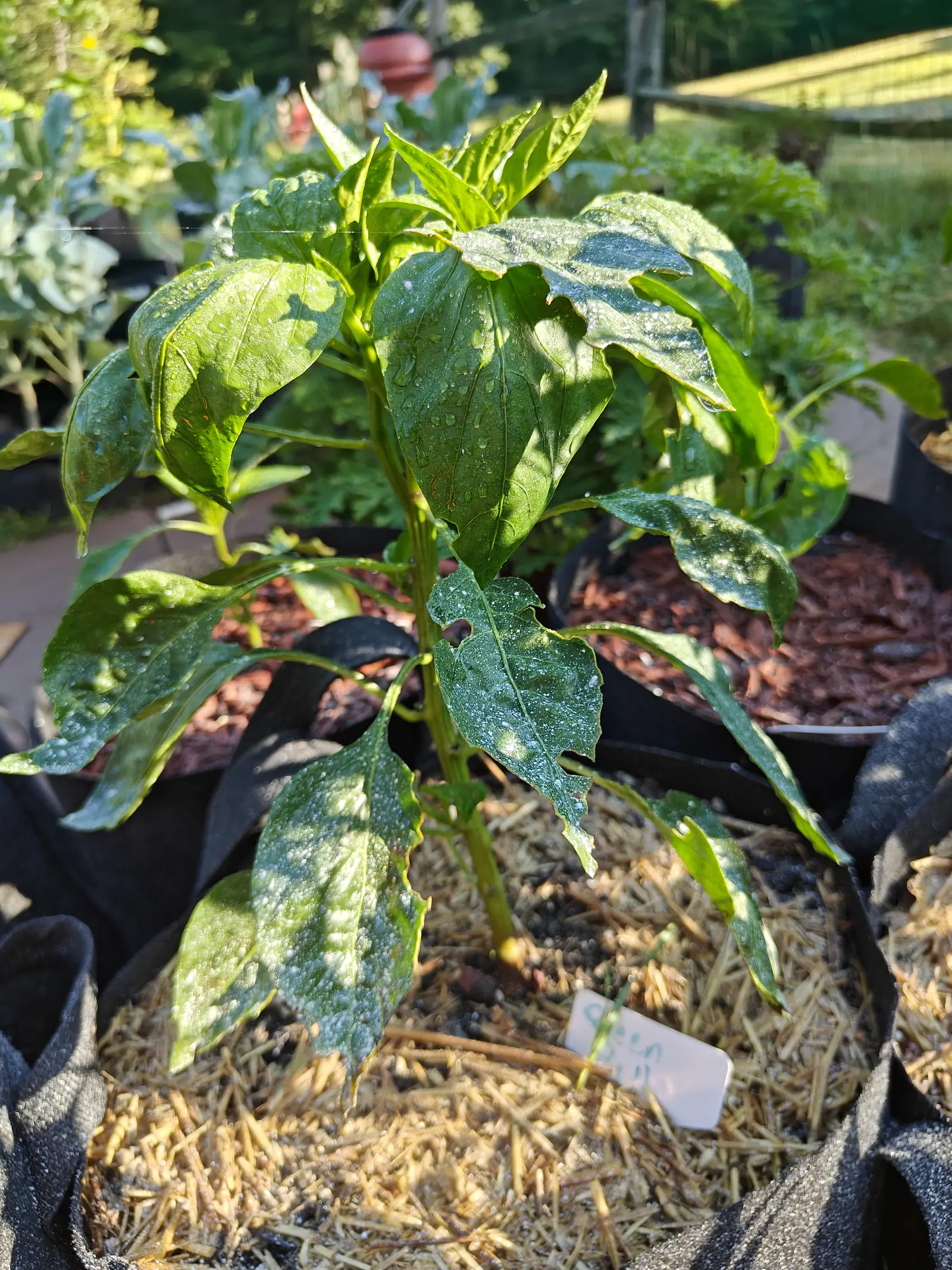 A pepper plant with dark glossy leaves flecked in pale spray, standing in a black fabric grow bag over straw mulch, a neighbouring bag of red-orange mulch and a split-rail fence behind.
