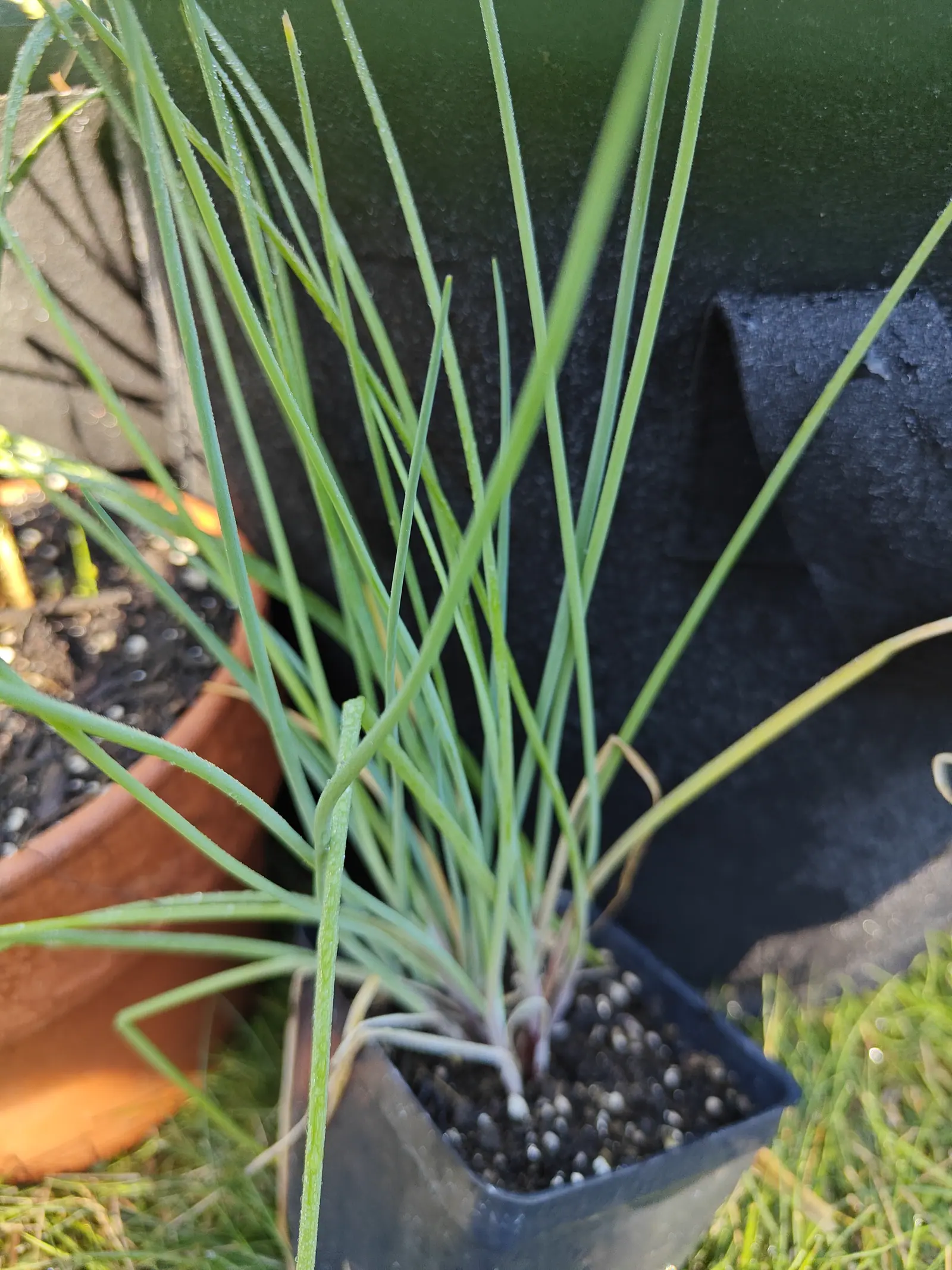 A clump of slender blue-green chive leaves in a small square black plastic pot set on grass, a terracotta pot of dark compost beside it and a black fabric grow bag behind.