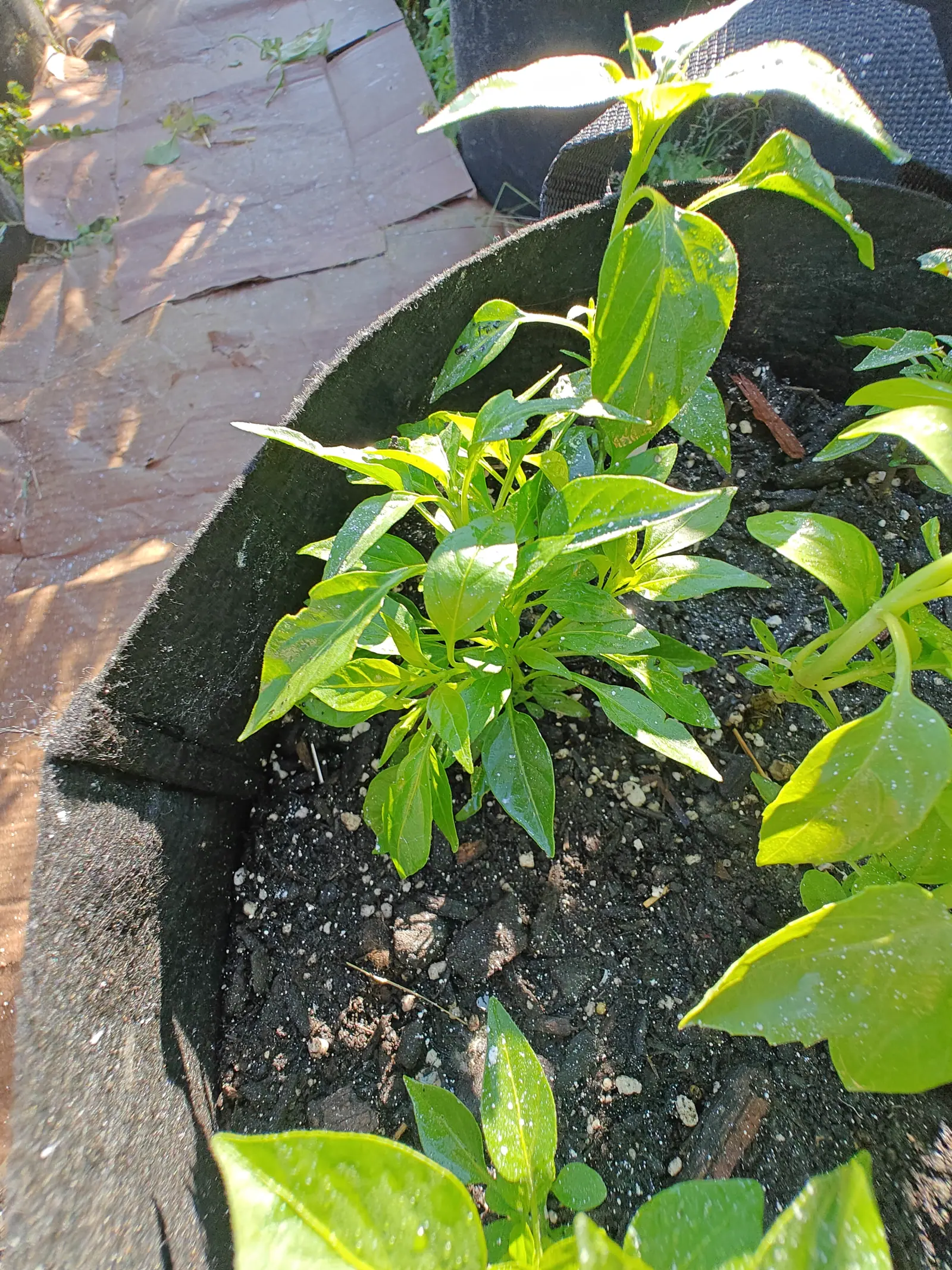 Several young pepper plants with glossy pointed leaves in dark soil inside a black fabric grow bag, seen from above, with slate paving and black woven ground fabric to one side.