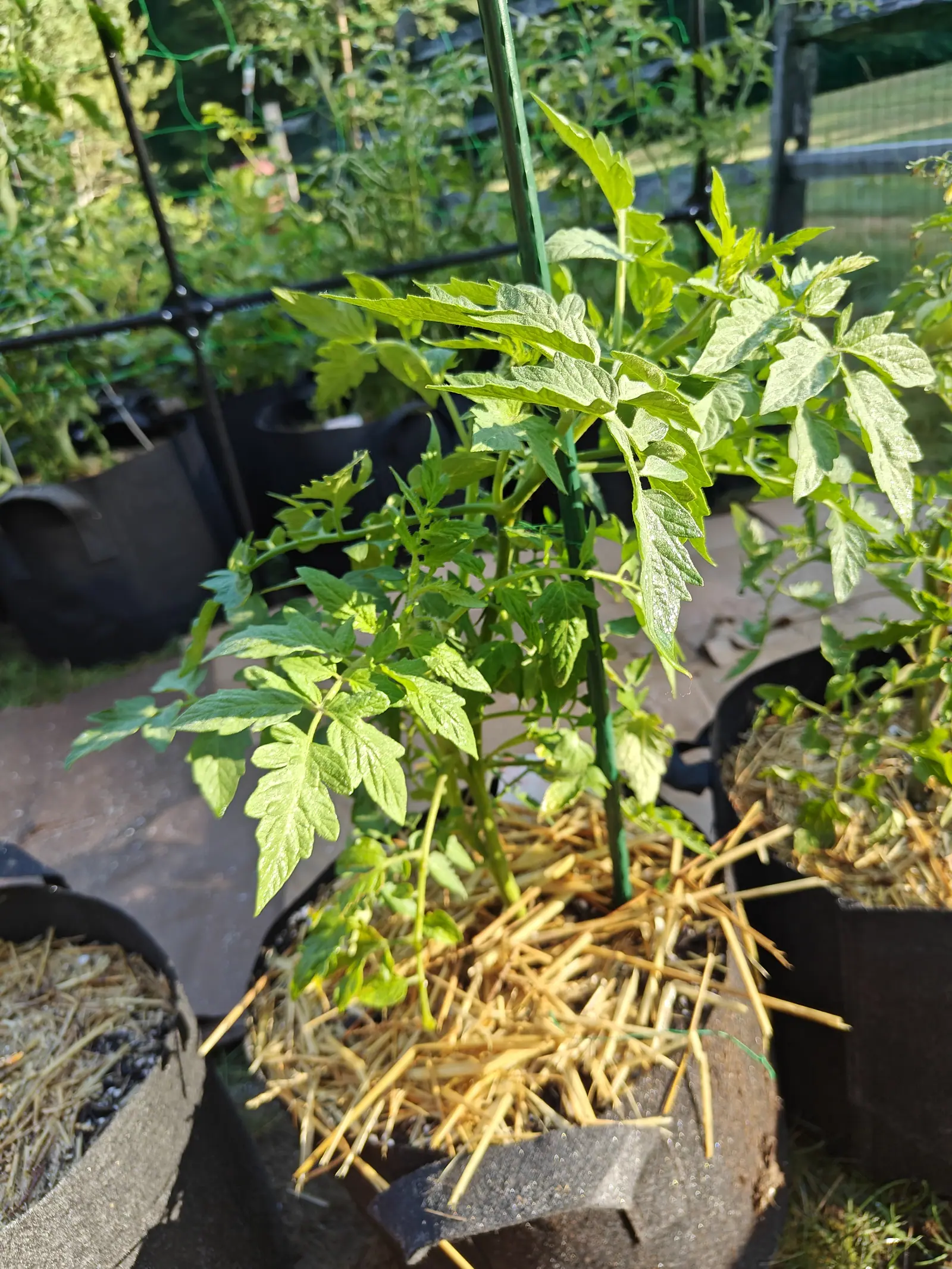 A tomato plant tied to a green metal stake in a black fabric grow bag, its cut-edged leaves lit from behind, straw mulch below and dark netting and further bags beyond.
