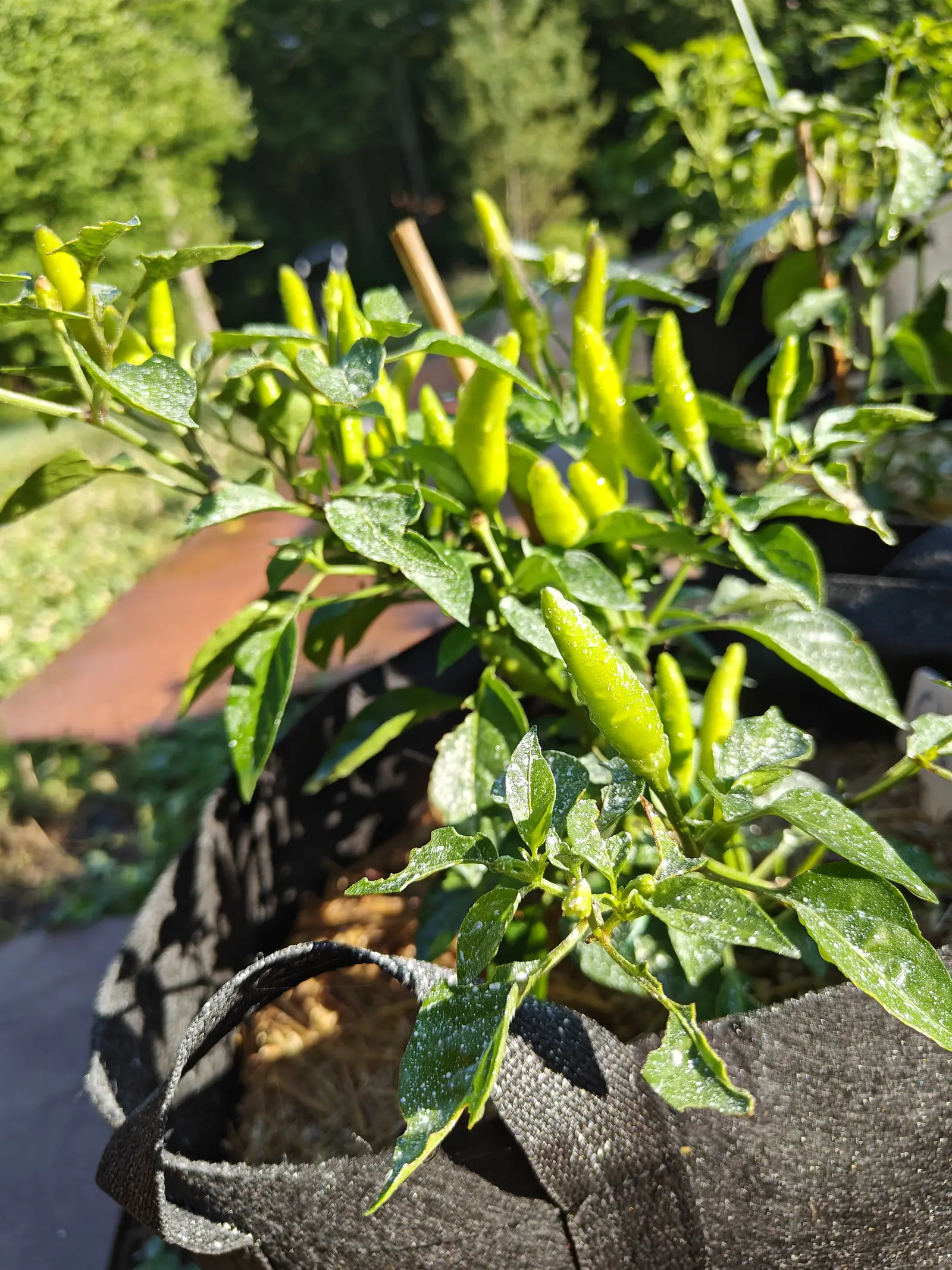 A chilli plant heavy with slim pale green fruit pointing upwards, rising from a black fabric grow bag over straw mulch, with black woven ground fabric and grass beyond.