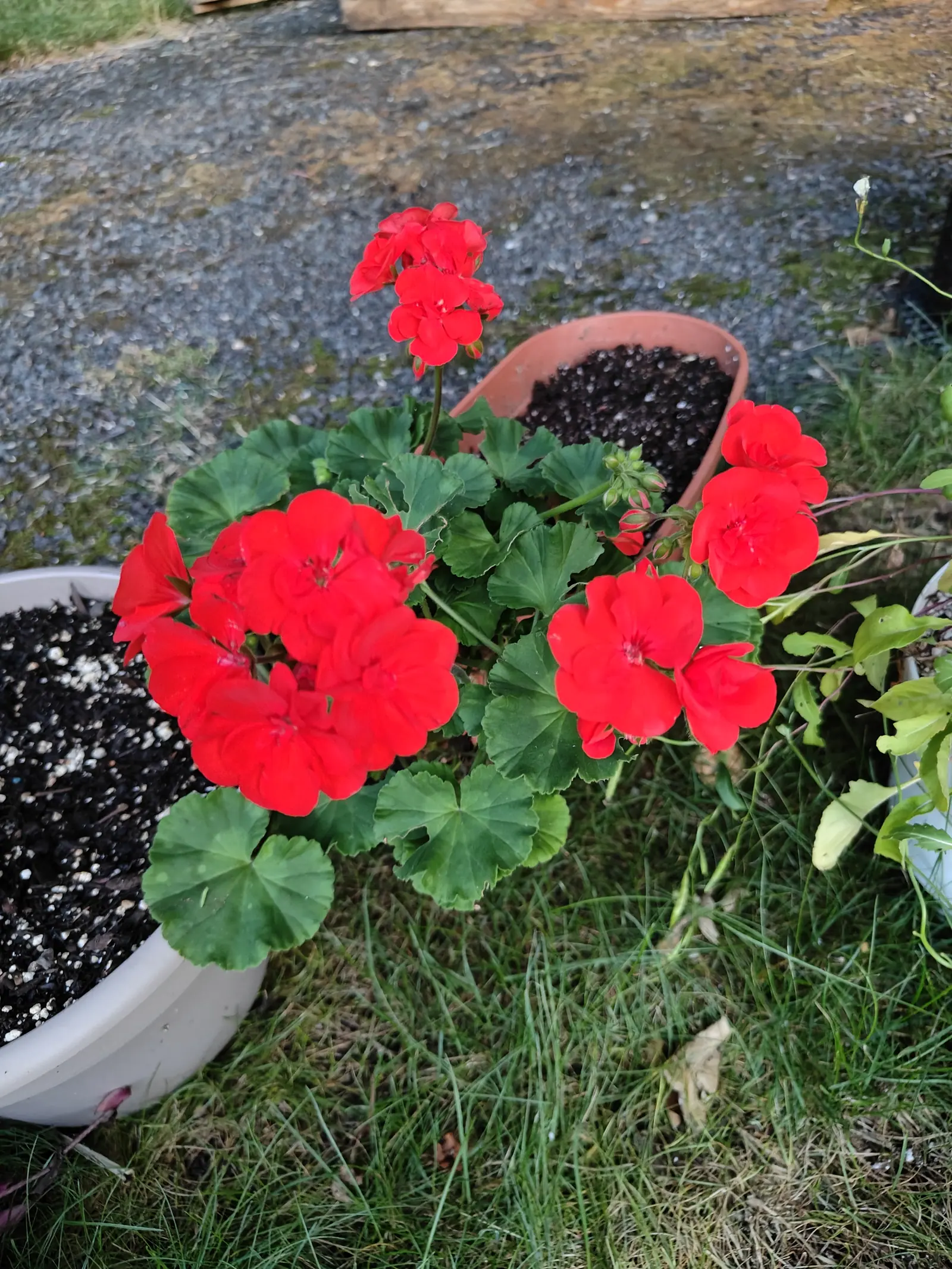 A red zonal geranium in flower in a white plastic bowl on rough grass, its rounded leaves banded darker at the edge, a terracotta pot of dark compost behind it.