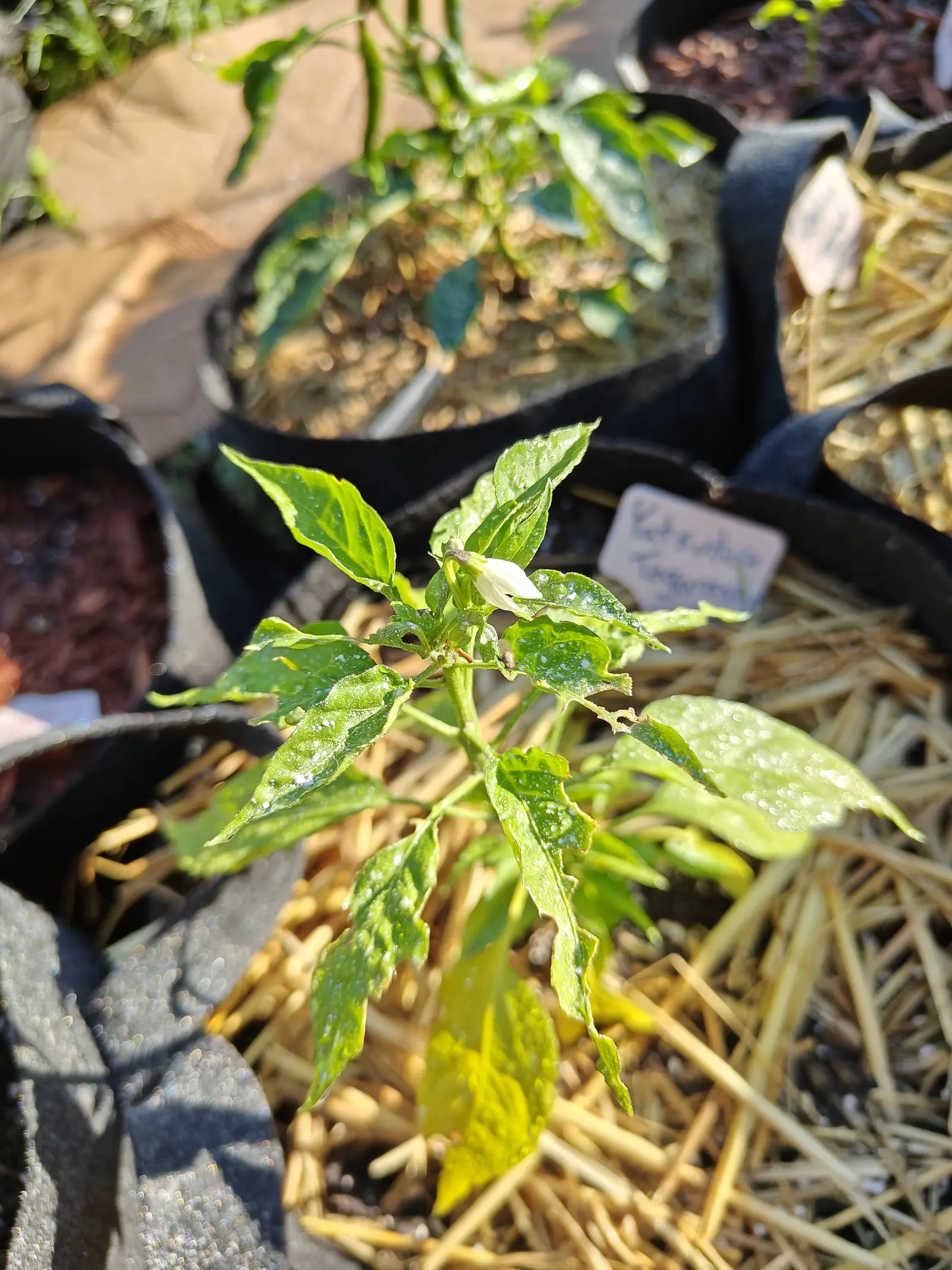 A young pepper plant in a black fabric grow bag, its water-spotted leaves yellowing at the lower tips, deep straw mulch around it and a handwritten label in the next bag along.