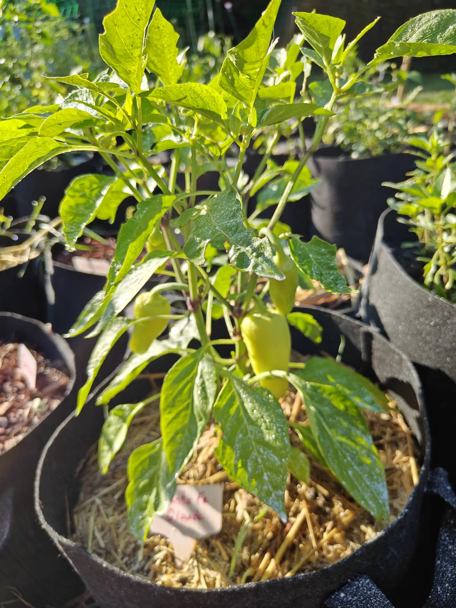 A pepper plant carrying three waxy pale yellow fruit in a black fabric grow bag over straw mulch, a small pink handwritten label at the front rim and further bags behind.