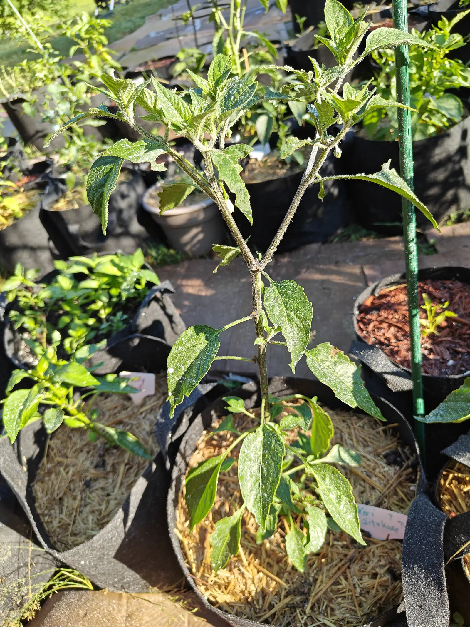 A tall thin pepper plant with pale-flecked leaves in a black fabric grow bag over straw mulch, a green metal stake alongside and a neighbouring bag of red-orange mulch behind.