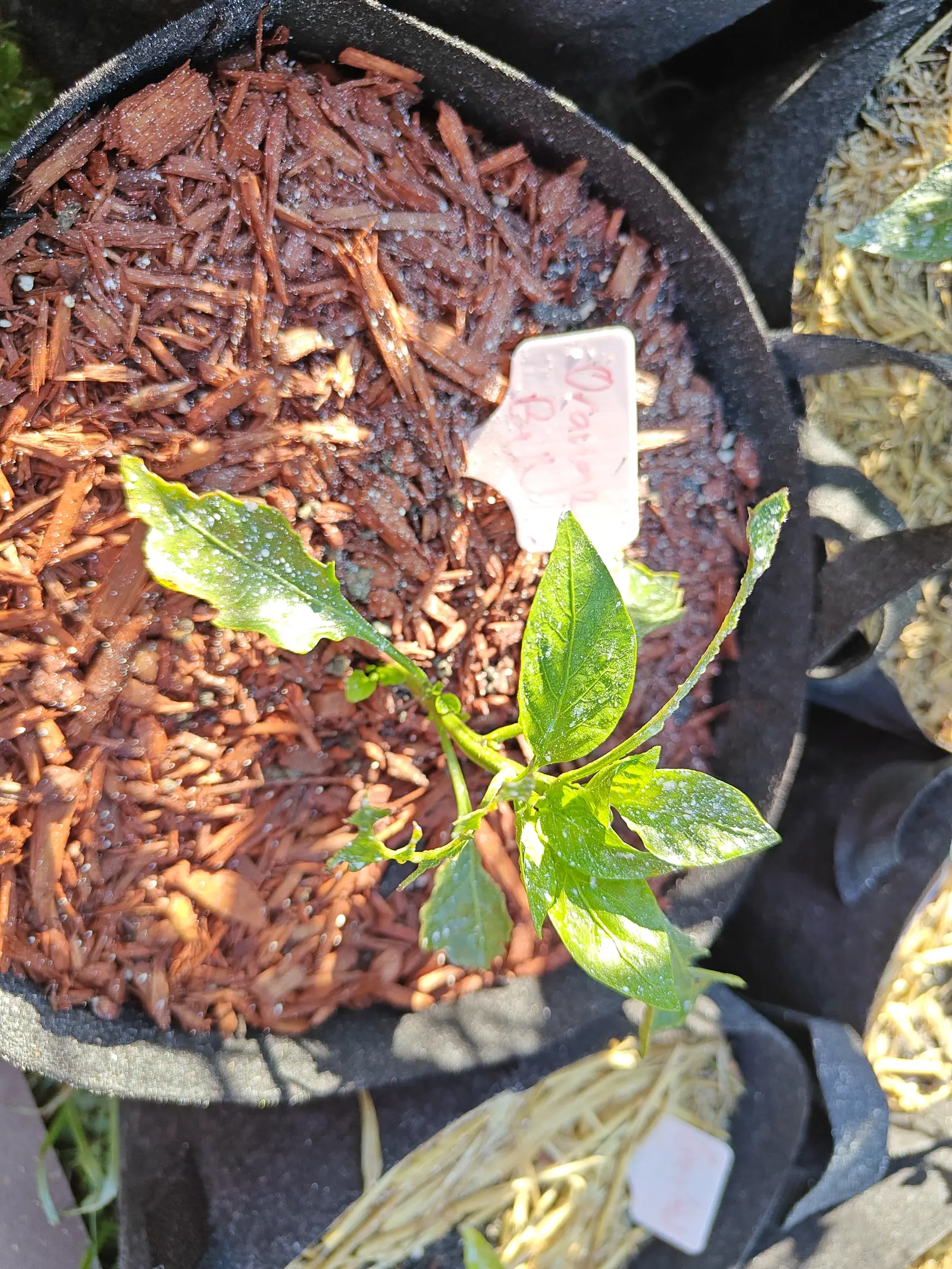 A single small pepper seedling at the edge of a black fabric grow bag filled with red-orange bark mulch, a pink handwritten label beside it and a straw-mulched bag alongside.