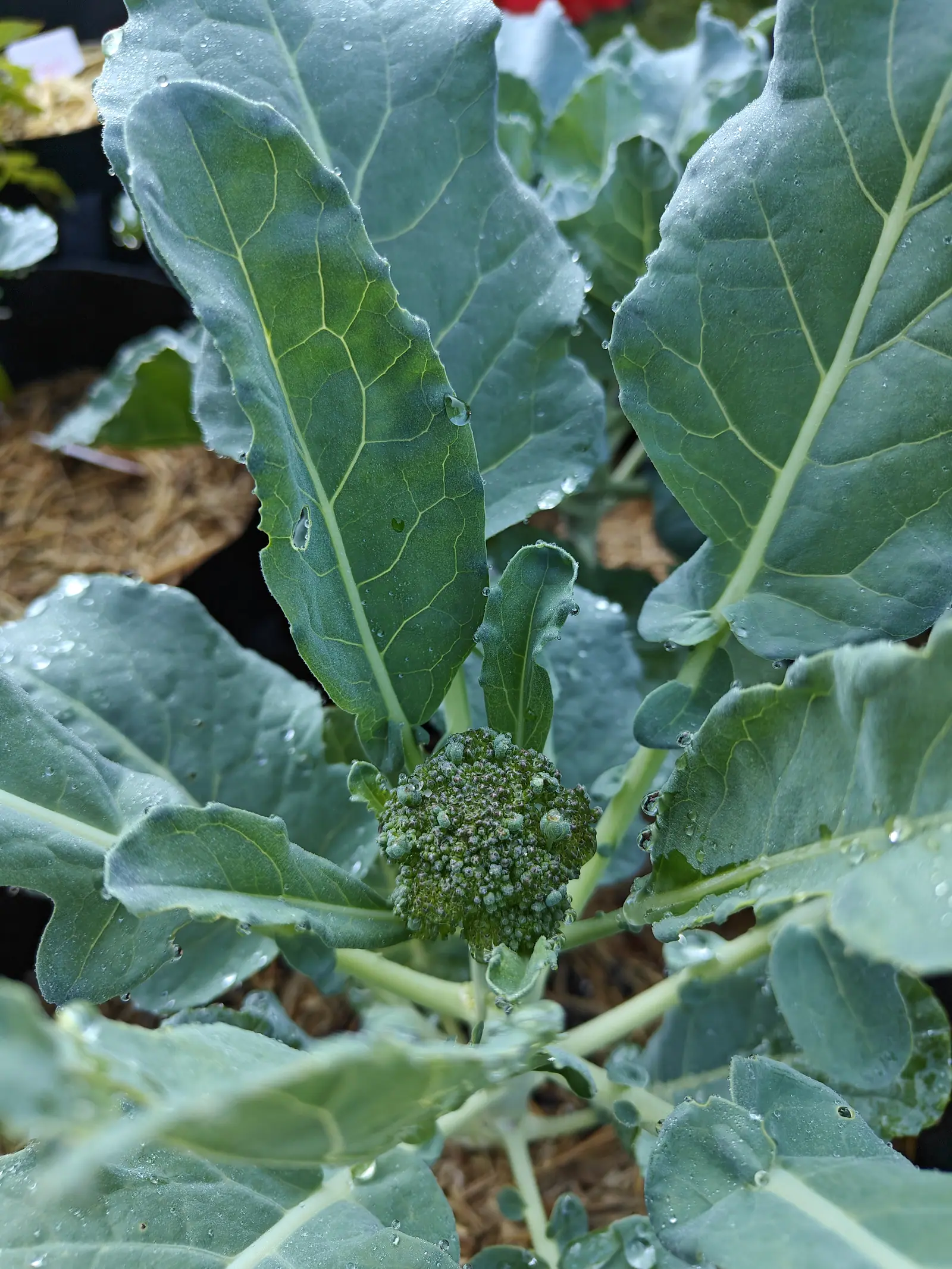 A small tight green broccoli head at the centre of blue-grey ribbed leaves, water standing in droplets along the midribs, with straw mulch and a black pot behind.