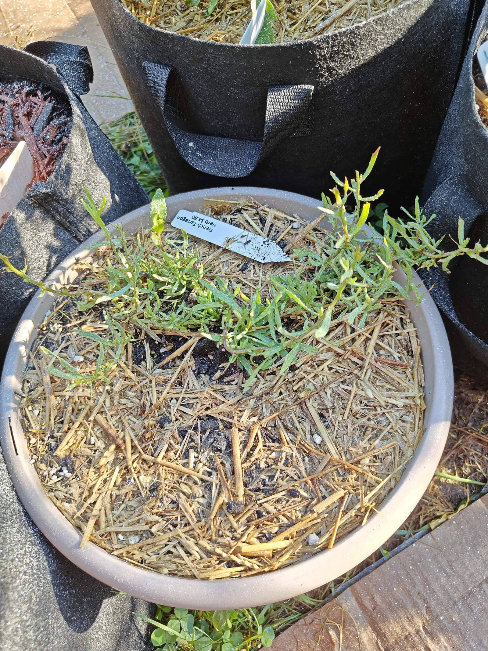 A sparse wispy tarragon plant in a wide shallow pale terracotta bowl mulched thickly with straw, a handwritten label pushed in beside it and black fabric grow bags behind.