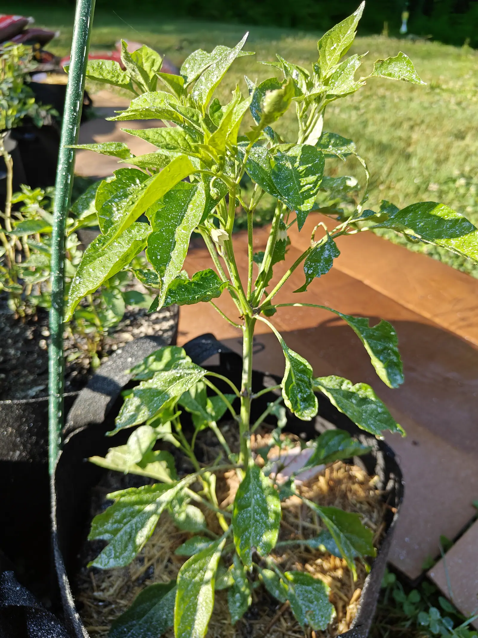 A bushy pepper plant in a black fabric grow bag beside a green metal stake, a terracotta paving slab and mown grass behind it in low sun.