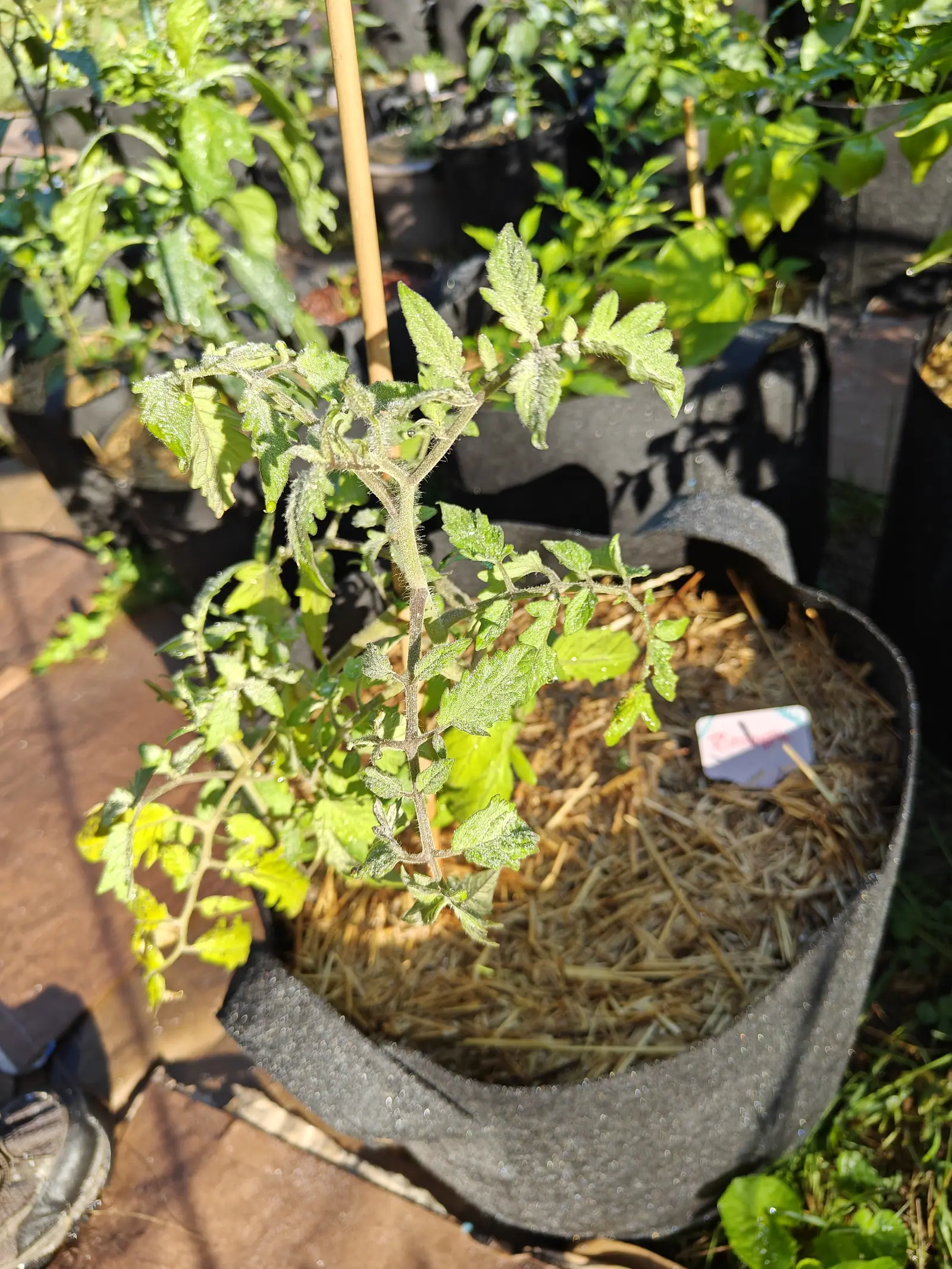 A straggling tomato plant with yellowing lower leaves in a black fabric grow bag over straw mulch, a bamboo cane alongside, a pink label at the rim and a shoe at the frame edge.