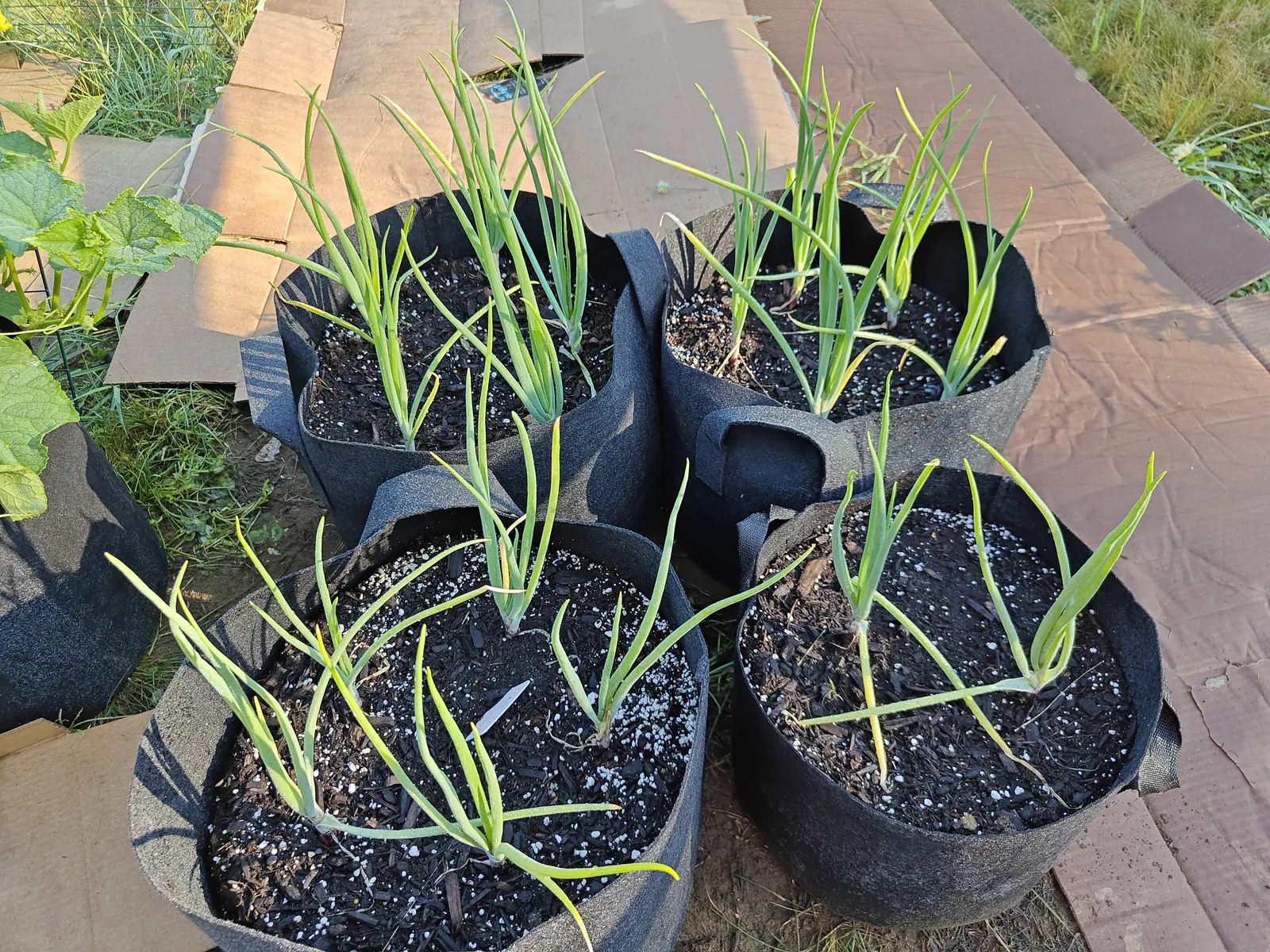 Four black fabric grow bags of onions on a paved area, their blue-green tops rising from dark compost flecked with perlite, brown cardboard sheeting laid between them.