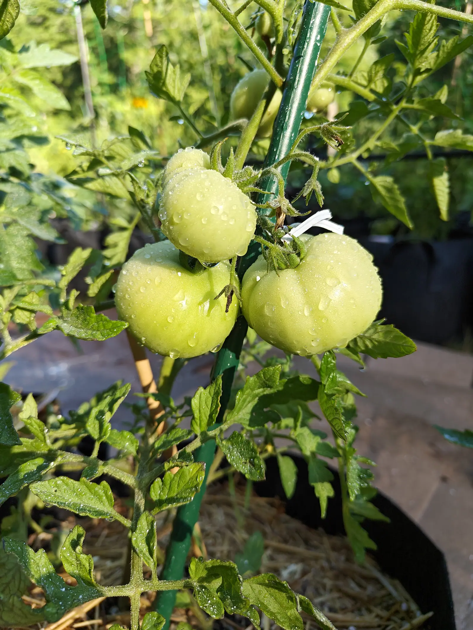 Three large pale green tomatoes clustered on the vine and beaded with water, a green metal stake running up behind them and straw mulch in a black fabric bag below.