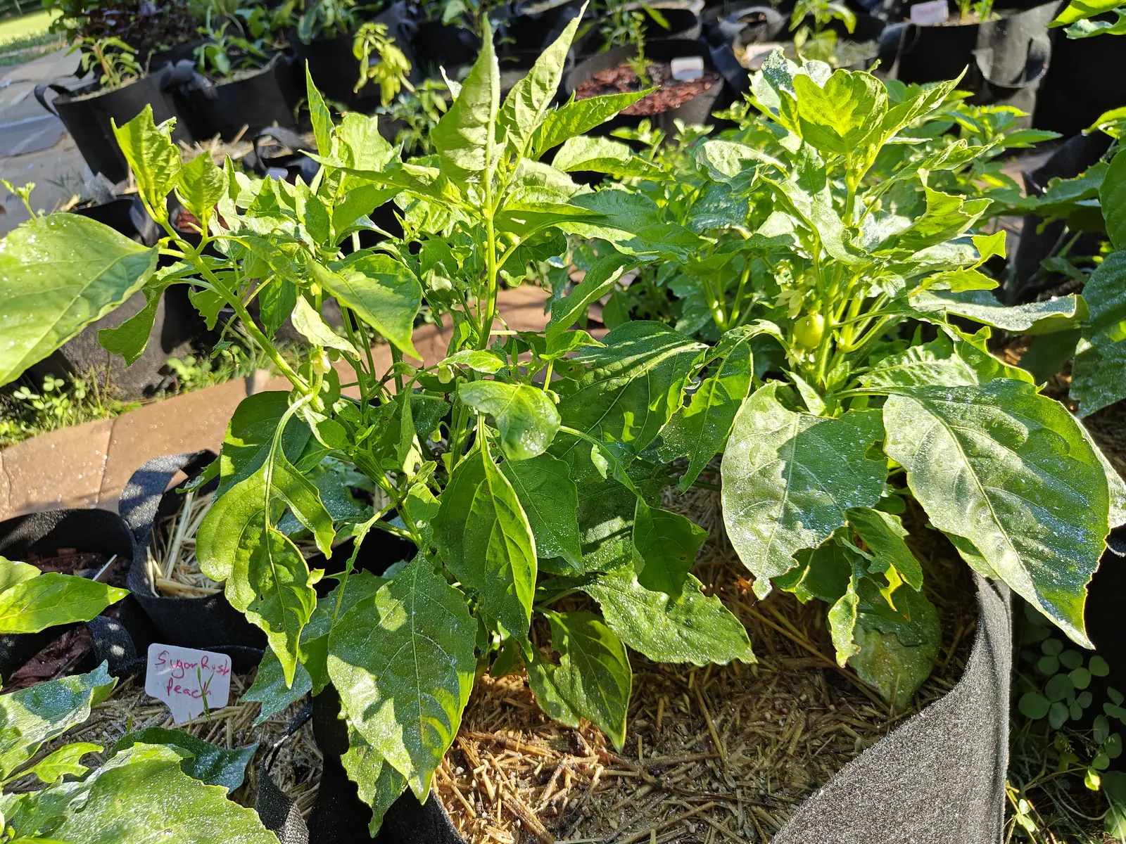 A broad bushy pepper plant filling a black fabric grow bag over straw mulch, its leaves flecked with pale spray, a pink handwritten label at the left and further bags behind.